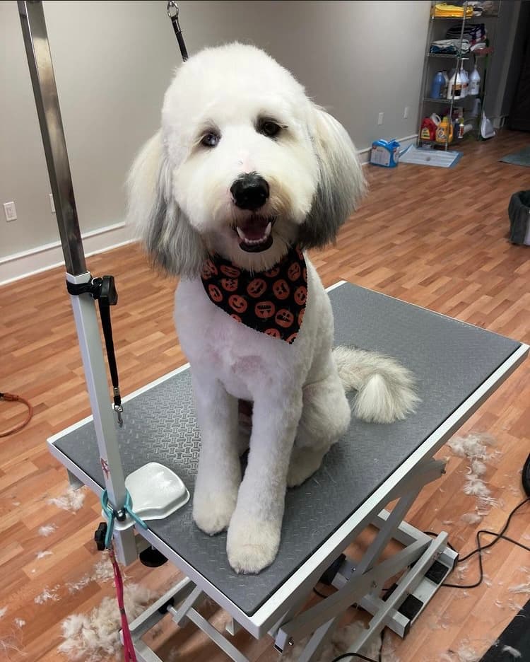 Sally's Paw Spaw - Pet groomer in Philadelphia, PA