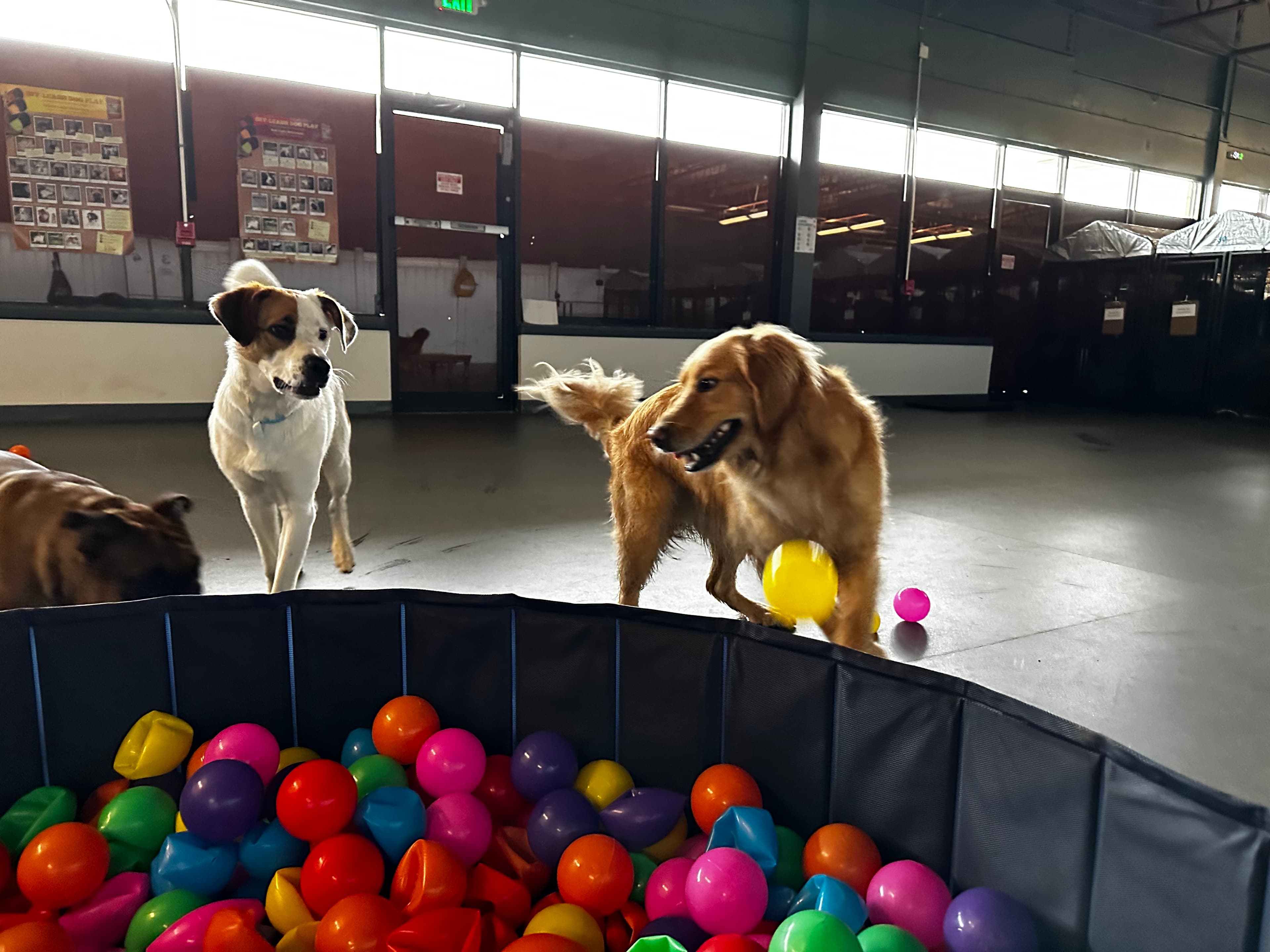 Baltimore Bark House - Pet groomer in Baltimore, MD