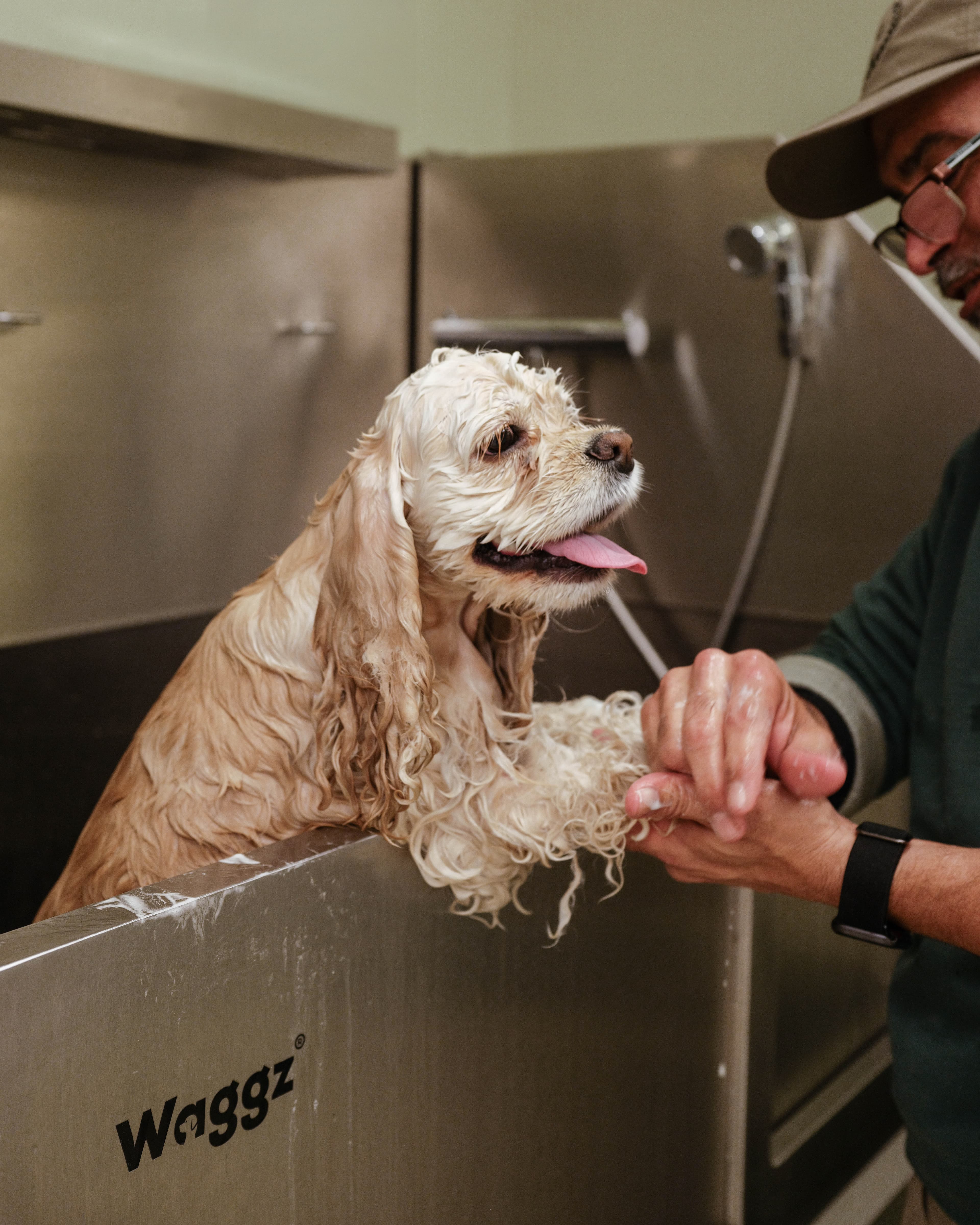 Manhattan Dog Club - Pet groomer in New York, NY
