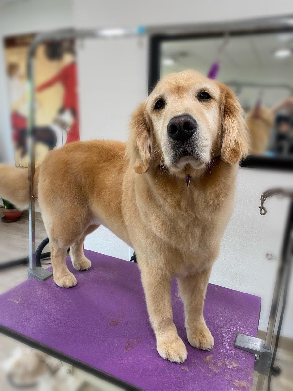 Monica's TLC Grooming - Pet groomer in Seattle, WA