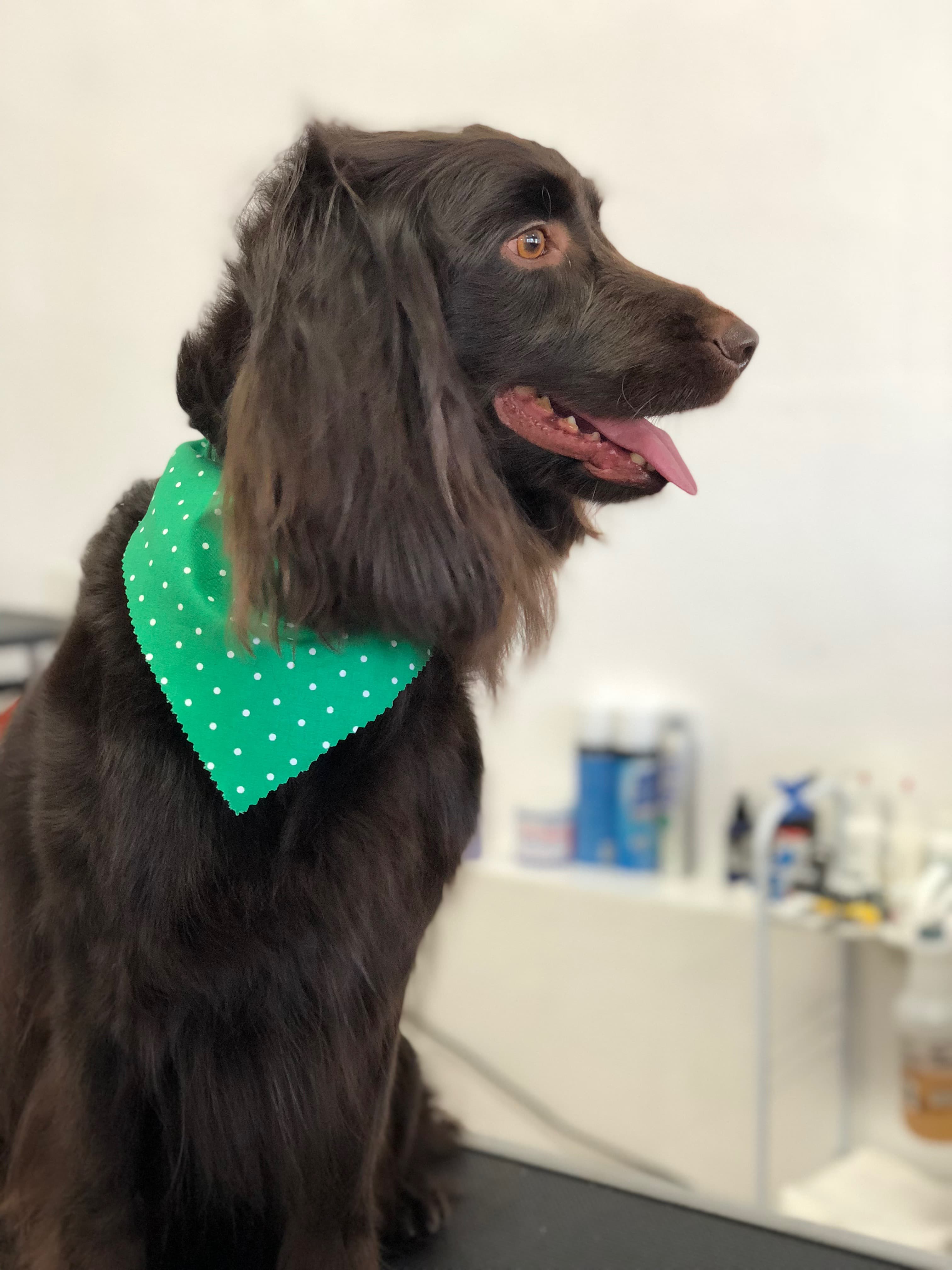 We Love Paws Pet Grooming Salon - Pet groomer in Sacramento, CA