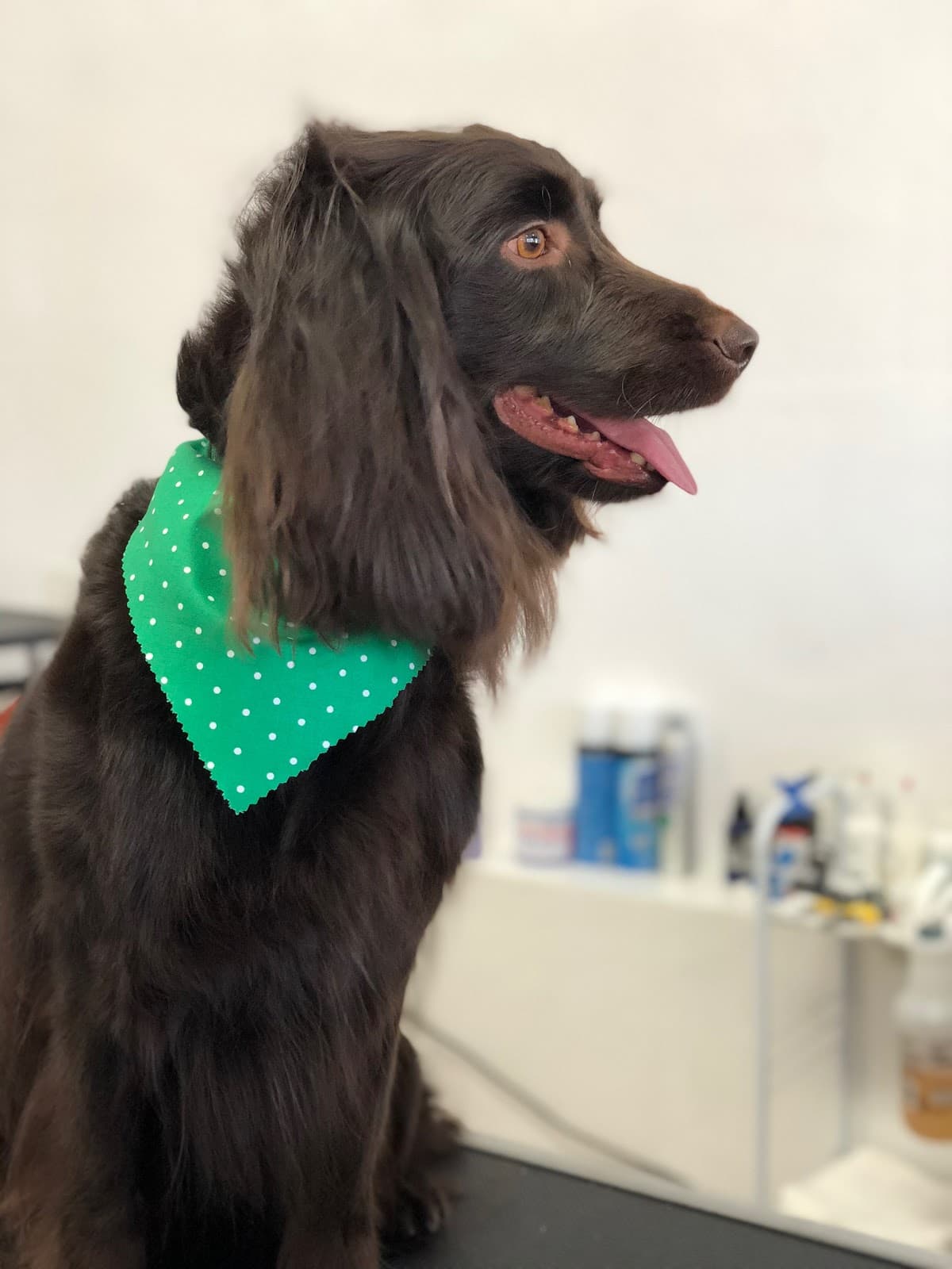 We Love Paws Pet Grooming Salon - Pet groomer in Sacramento, CA