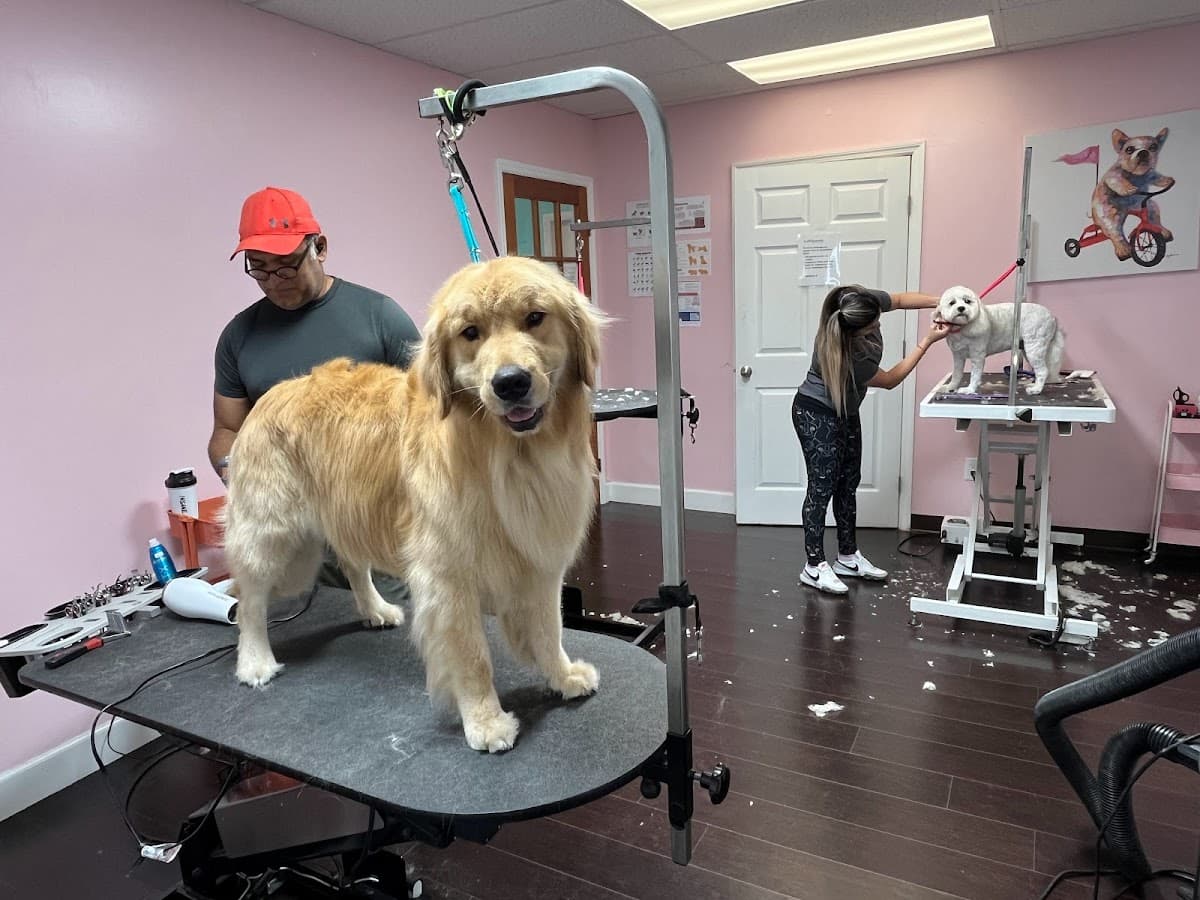 Lollipaws Grooming Services - Pet groomer in Fort Lauderdale, FL