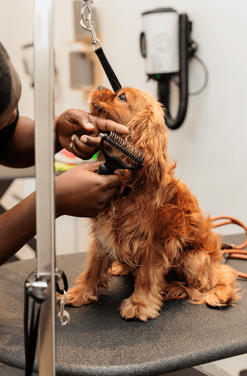 Bowie Barker Lincoln Park - Pet groomer in Chicago, IL