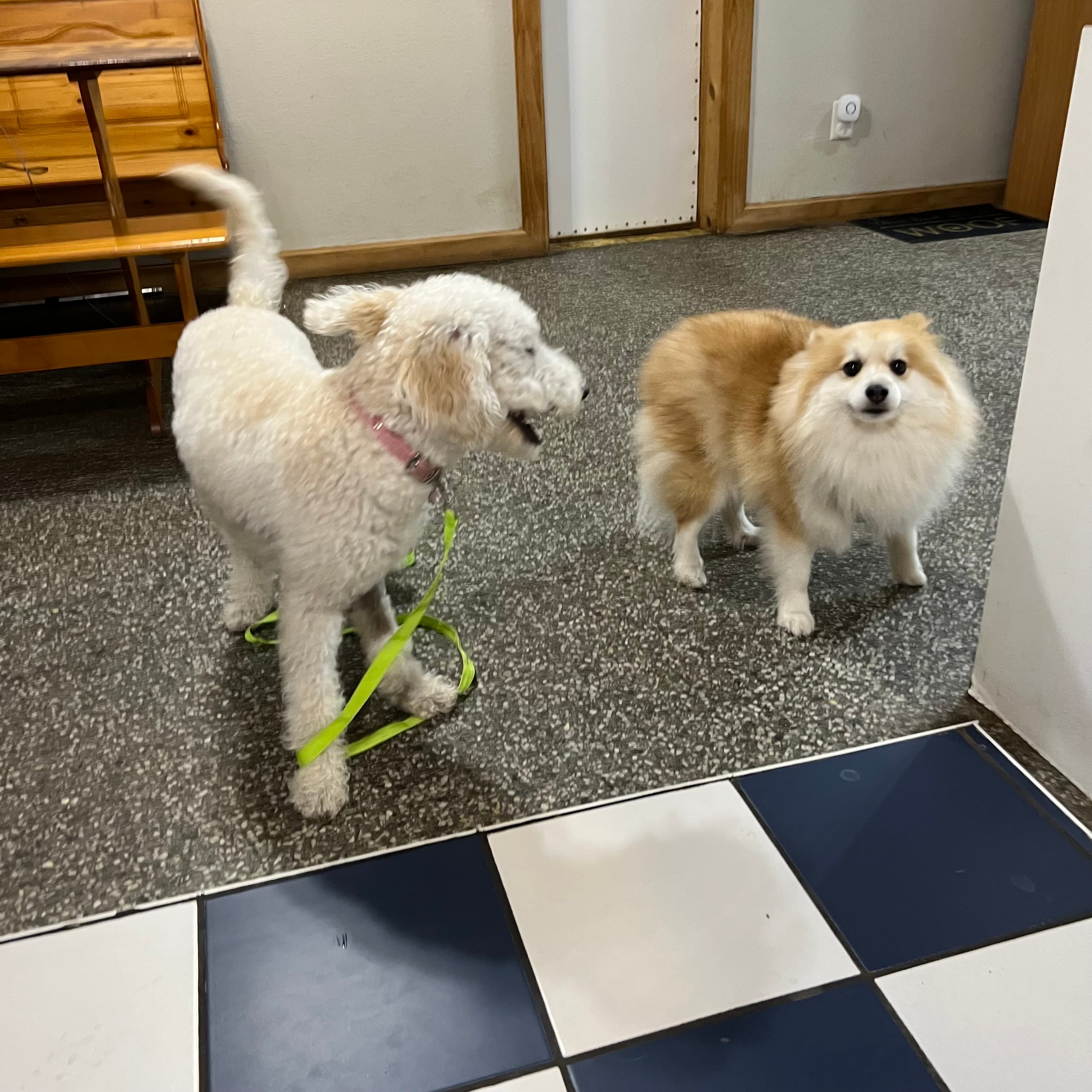 Universal Dog Care Orlando, Dog Care and Dog Boarding - Pet groomer in Orlando, FL