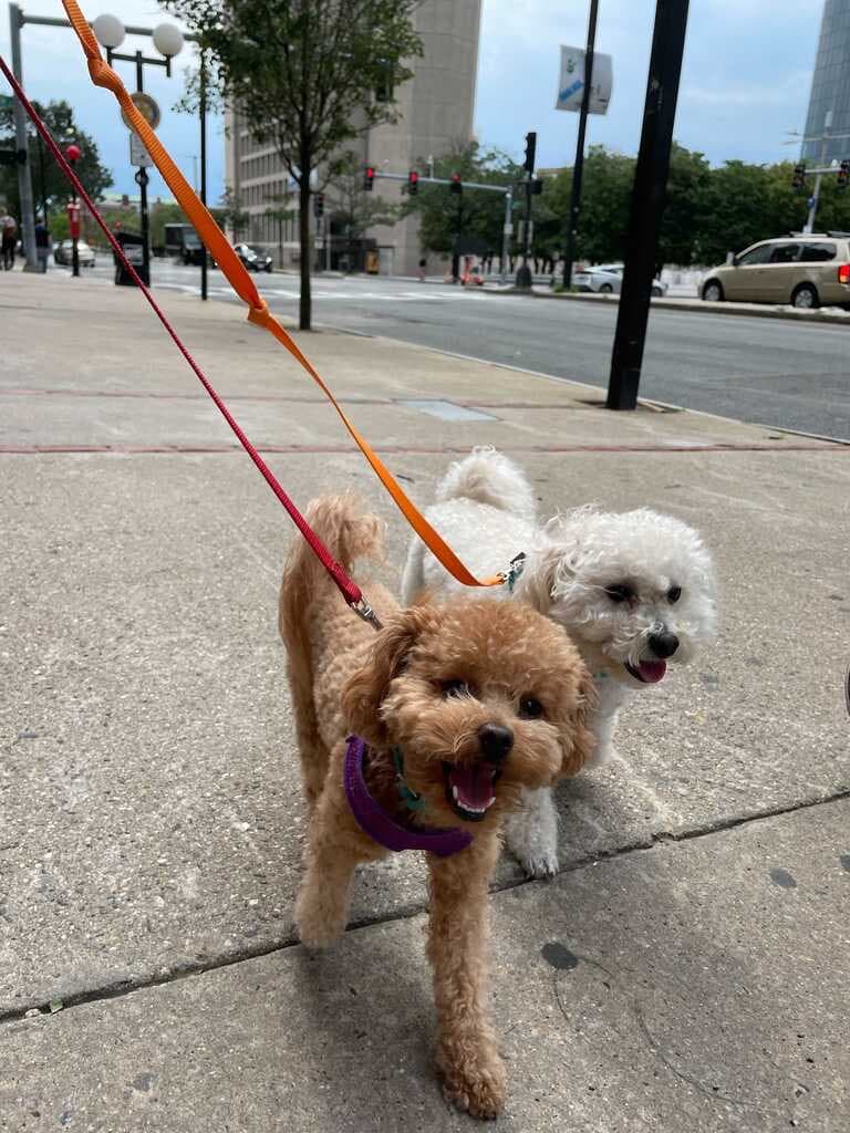 Boston Dog Butlers - Pet groomer in Boston, MA