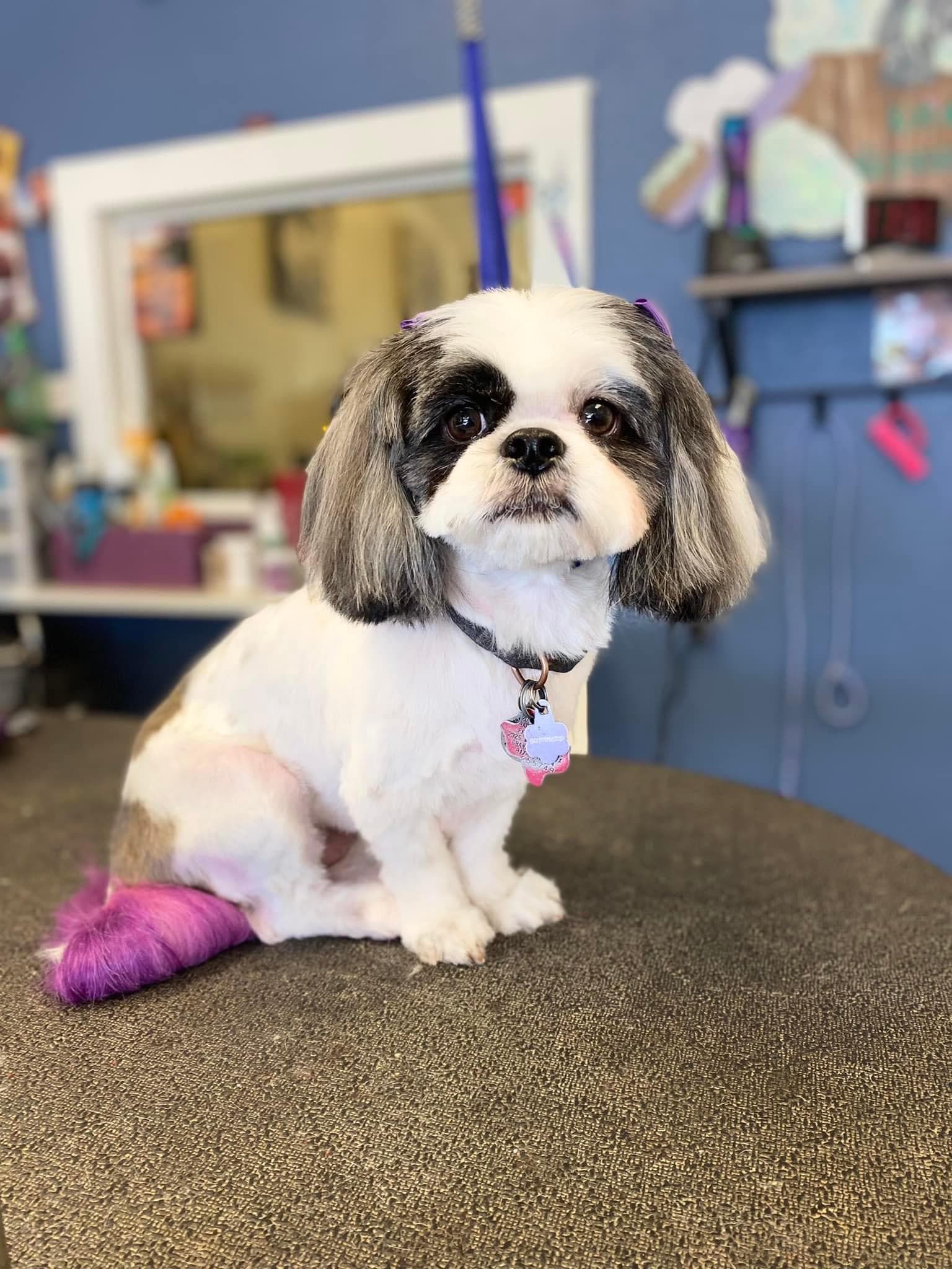 Unique Grooming - Pet groomer in San Antonio, TX
