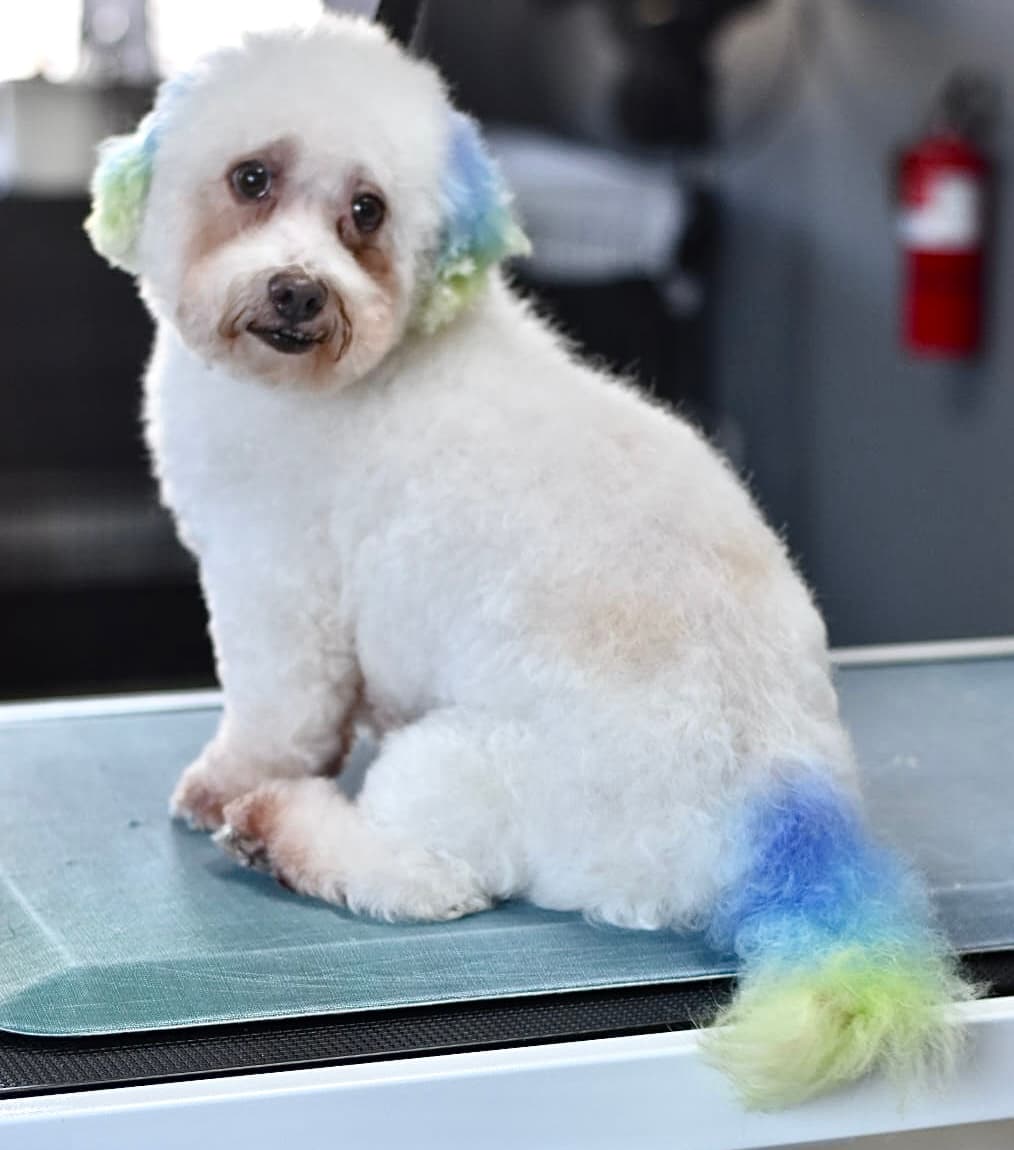 Lotus Pet Spa - Pet groomer in Plainfield, IN