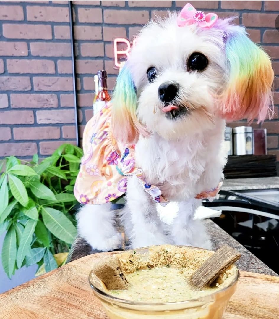 Fine Whine's & Lickers Dog Bar and Spa - Pet groomer in San Antonio, TX