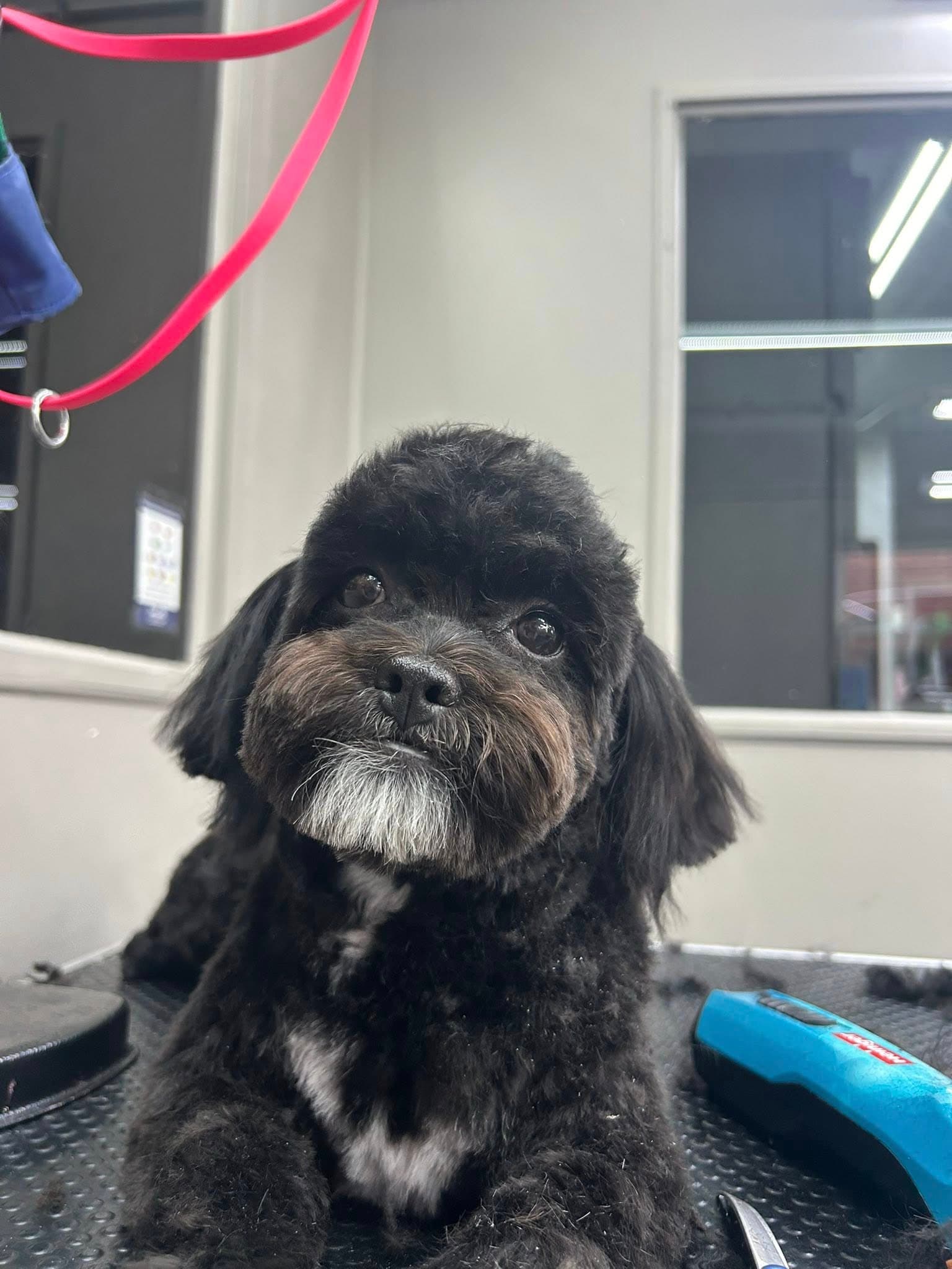 House Of Phideau - Pet groomer in St. Louis, MO