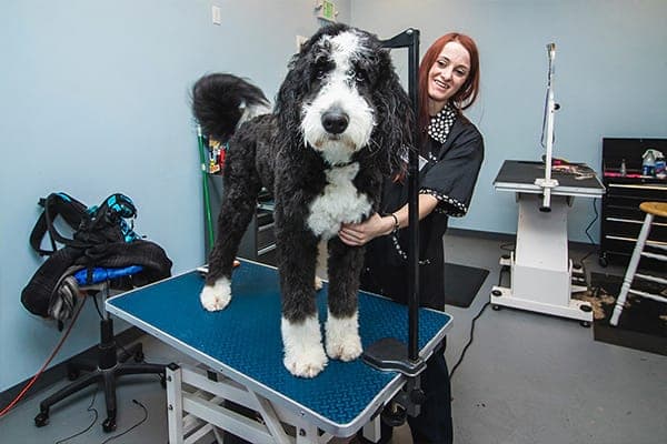 Man's Best Friend - Houston - Pet groomer in Houston, TX