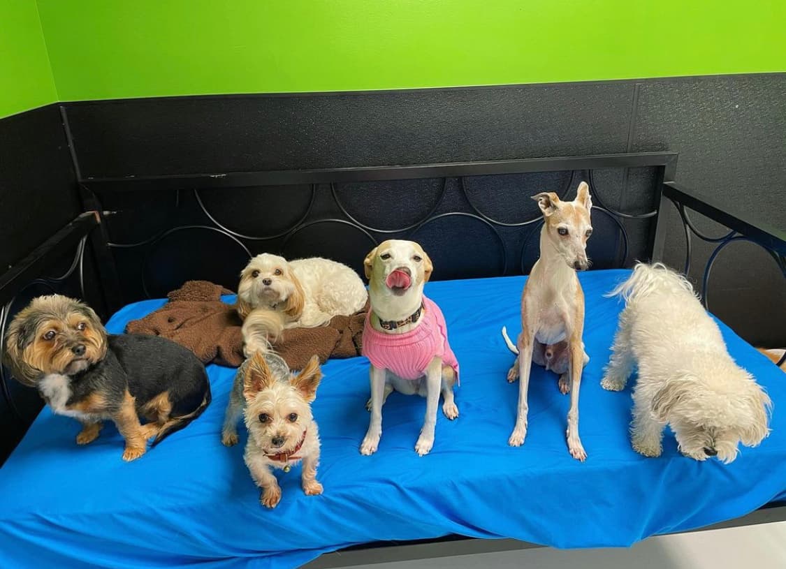 Dogtown Anderson - Pet groomer in Cincinnati, OH