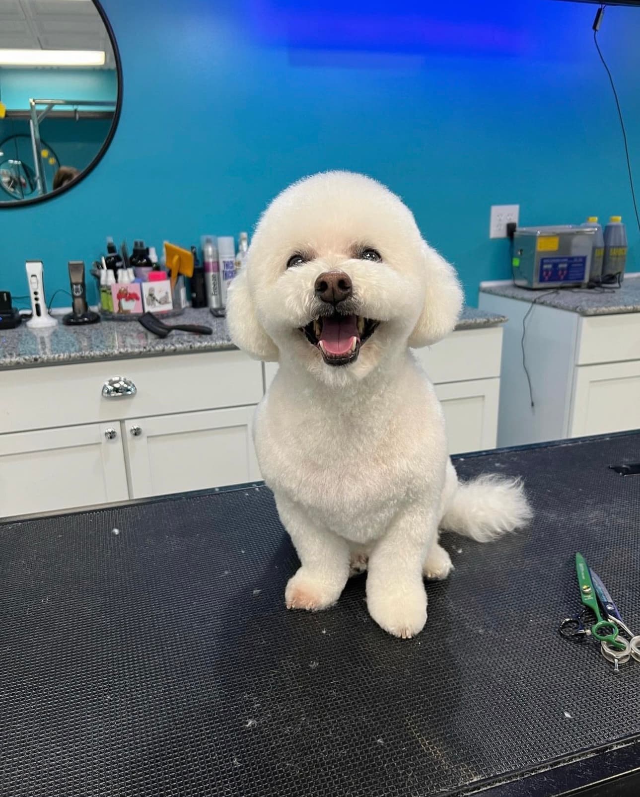 Wüf Pet Spa Fort Thomas - Pet groomer in Fort Thomas, KY