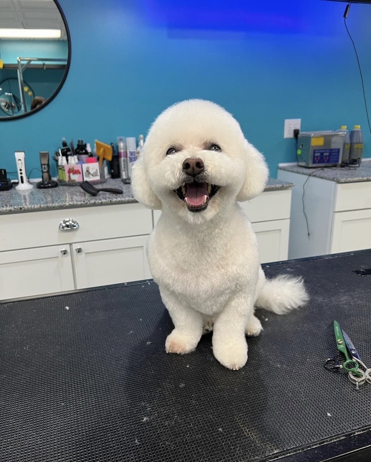 Wüf Pet Spa Fort Thomas - Pet groomer in Fort Thomas, KY