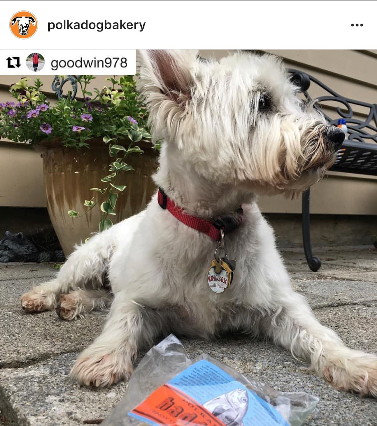 Polkadog Bakery - Pet groomer in Boston, MA