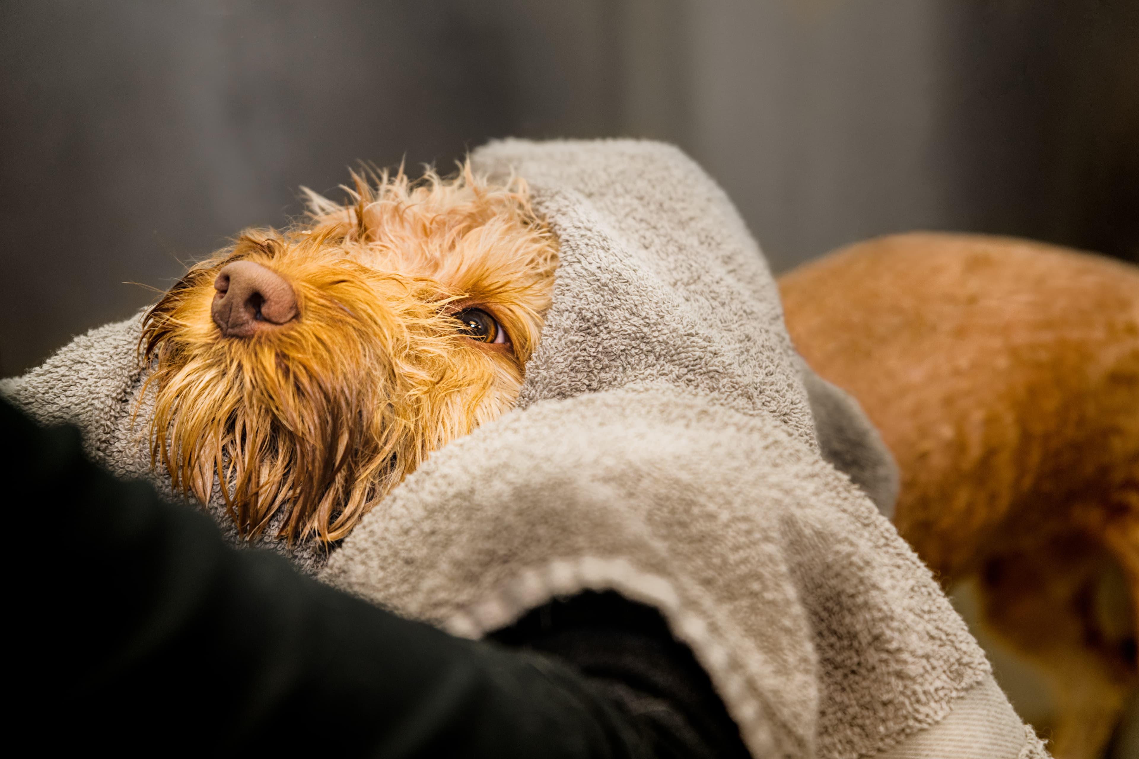 Canine Country Club and Wellness Center - Pet groomer in Dallas, TX