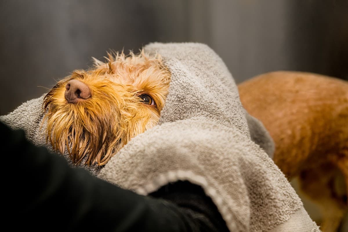 Canine Country Club and Wellness Center - Pet groomer in Dallas, TX