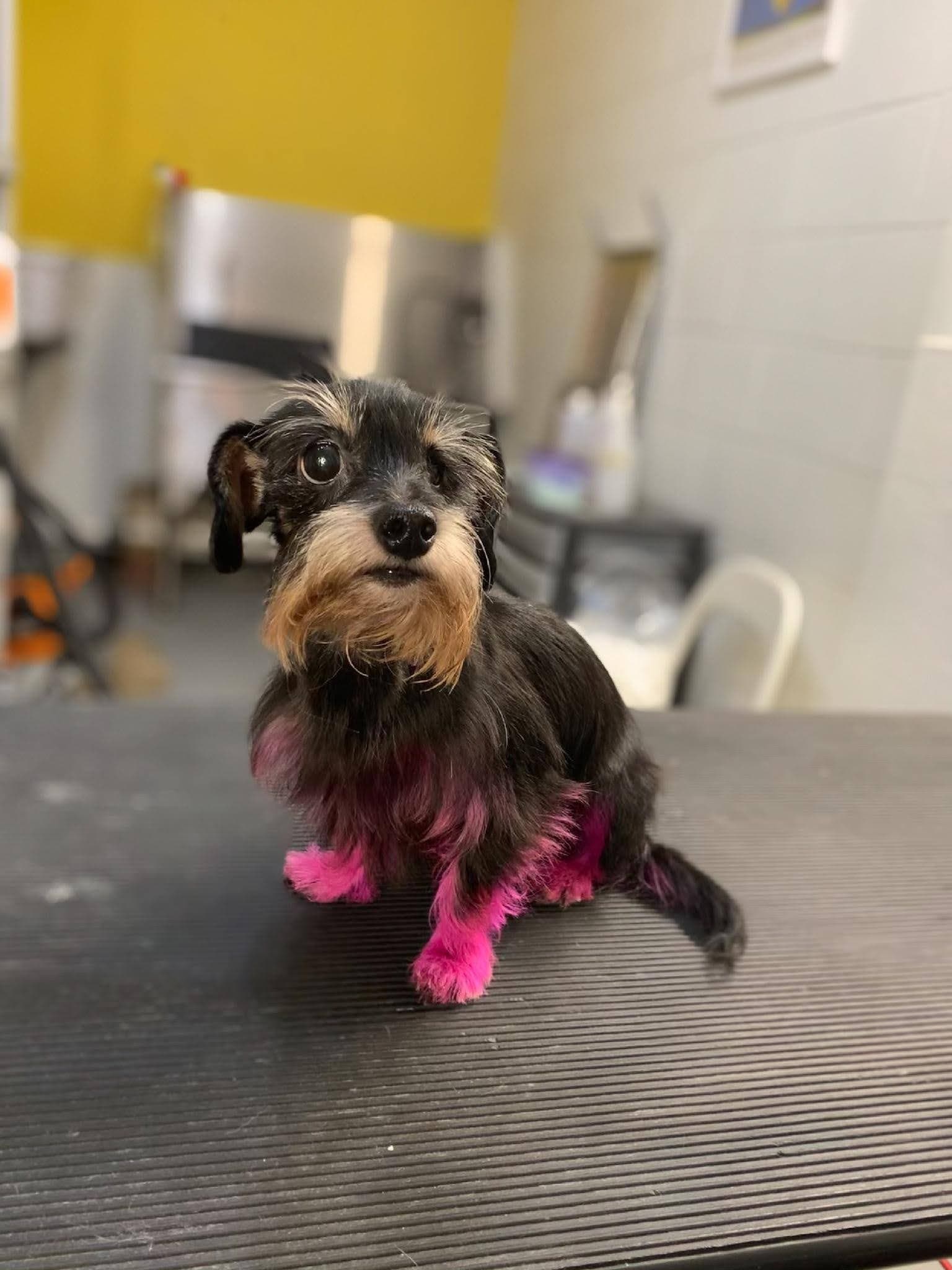 Pawz of Royalty LLC - Pet groomer in Atlanta, GA