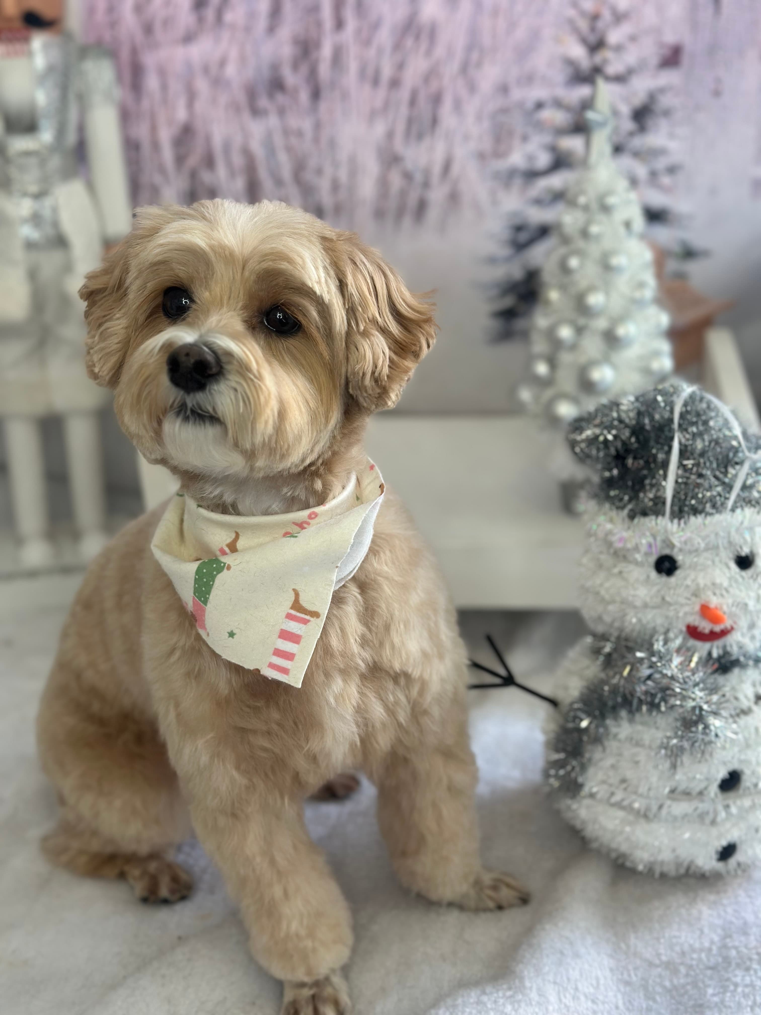 The Spaw at Animal Loving Care - Pet groomer in Brooklyn, NY