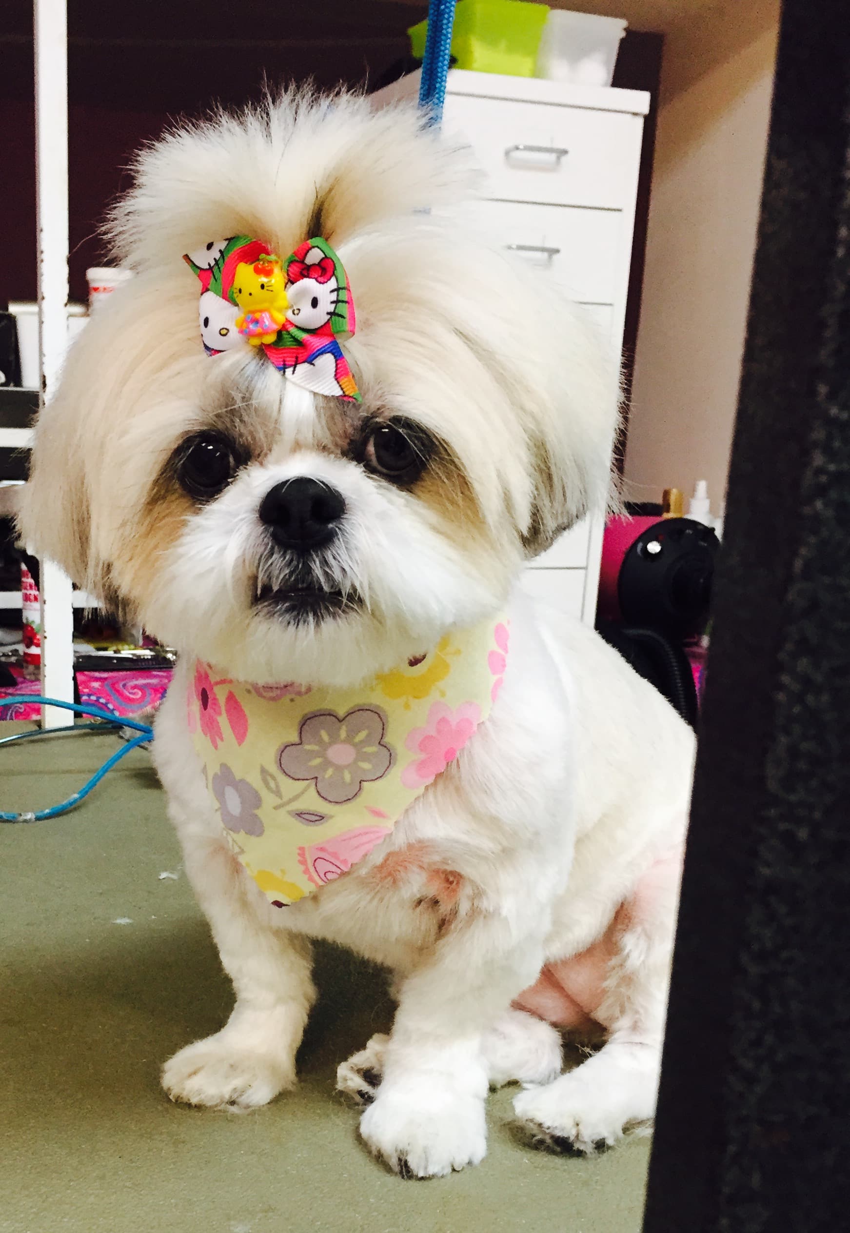 Bubbles & Biscuits Paw Spa - Pet groomer in Astoria, NY
