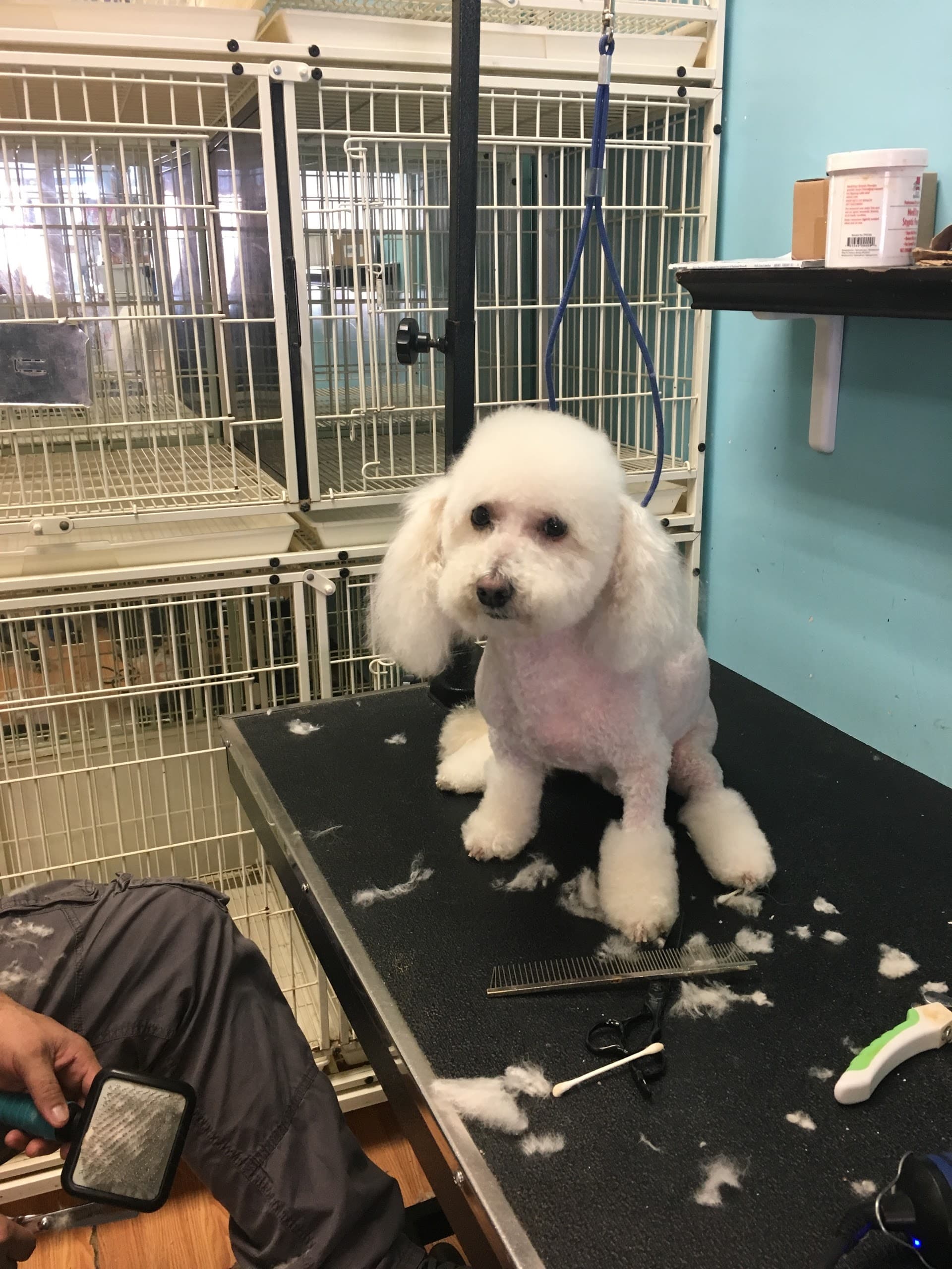 Pet Spa Inc - Pet groomer in East Elmhurst, NY