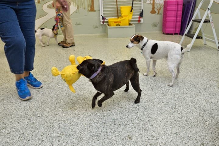 Toureen Pet Resort and Spa - Pet groomer in Watertown, MA