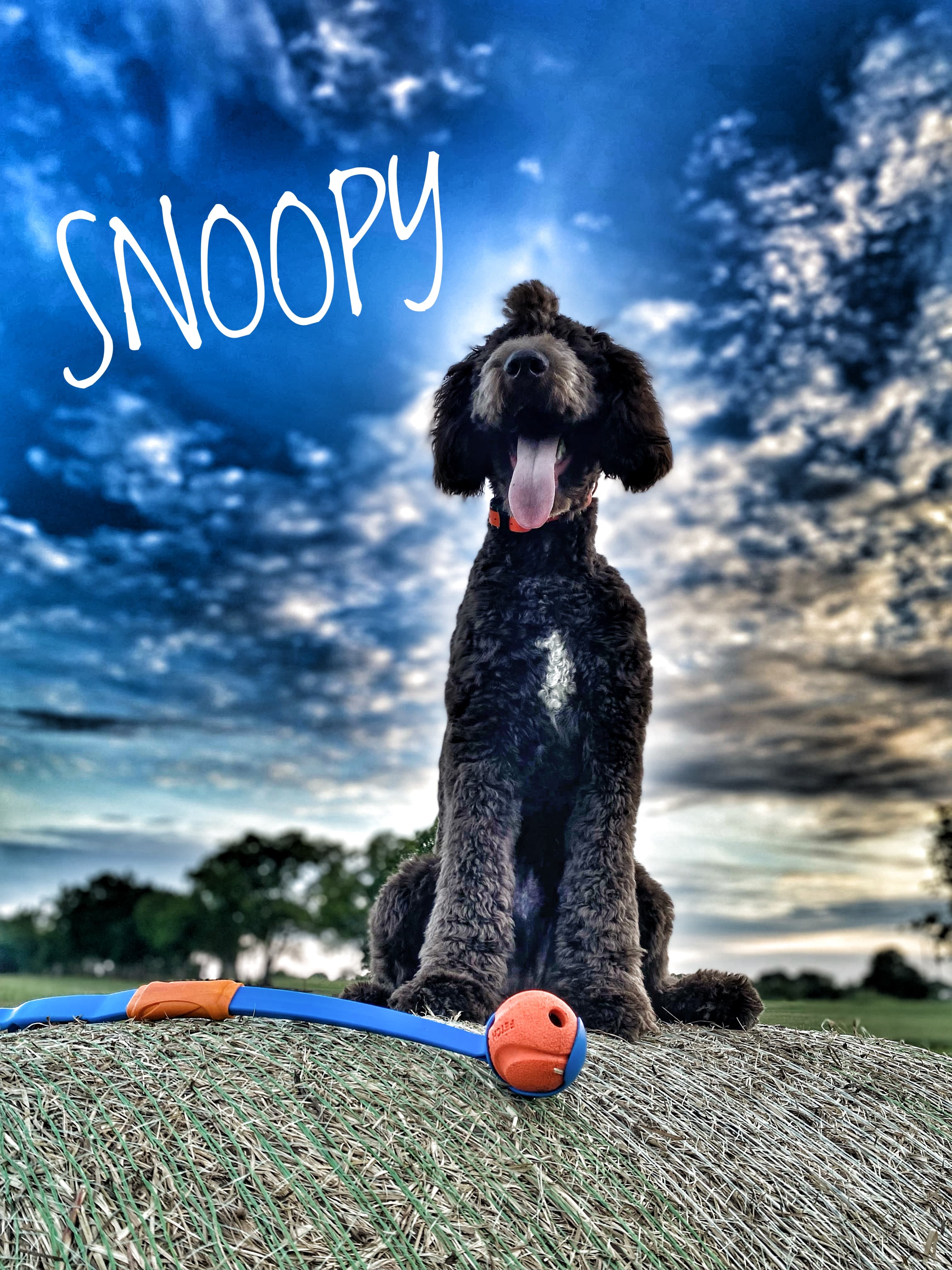 Always Training K9s - Pet groomer in Murfreesboro, TN