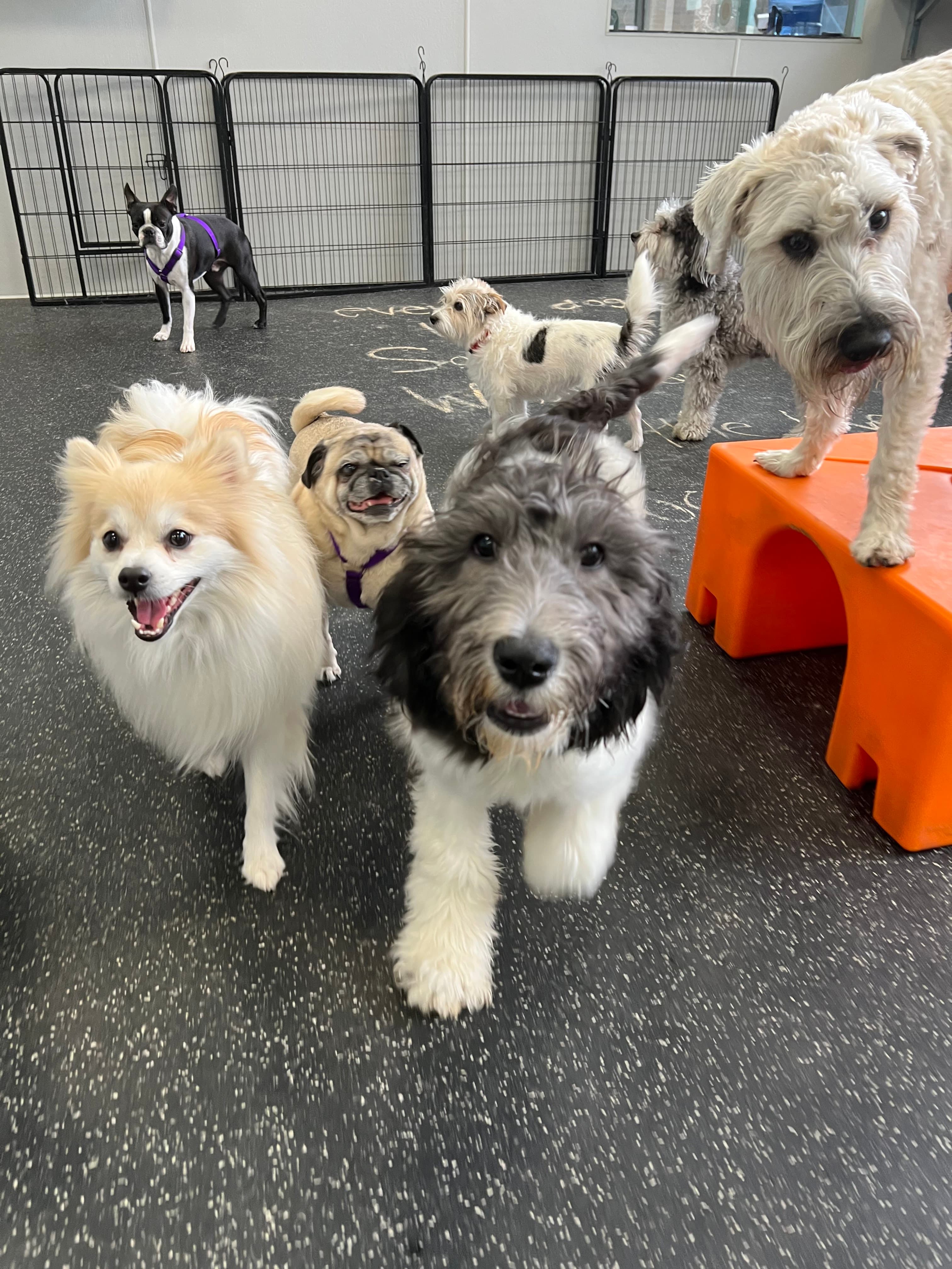 Dogtopia of Meridian North - Pet groomer in Indianapolis, IN