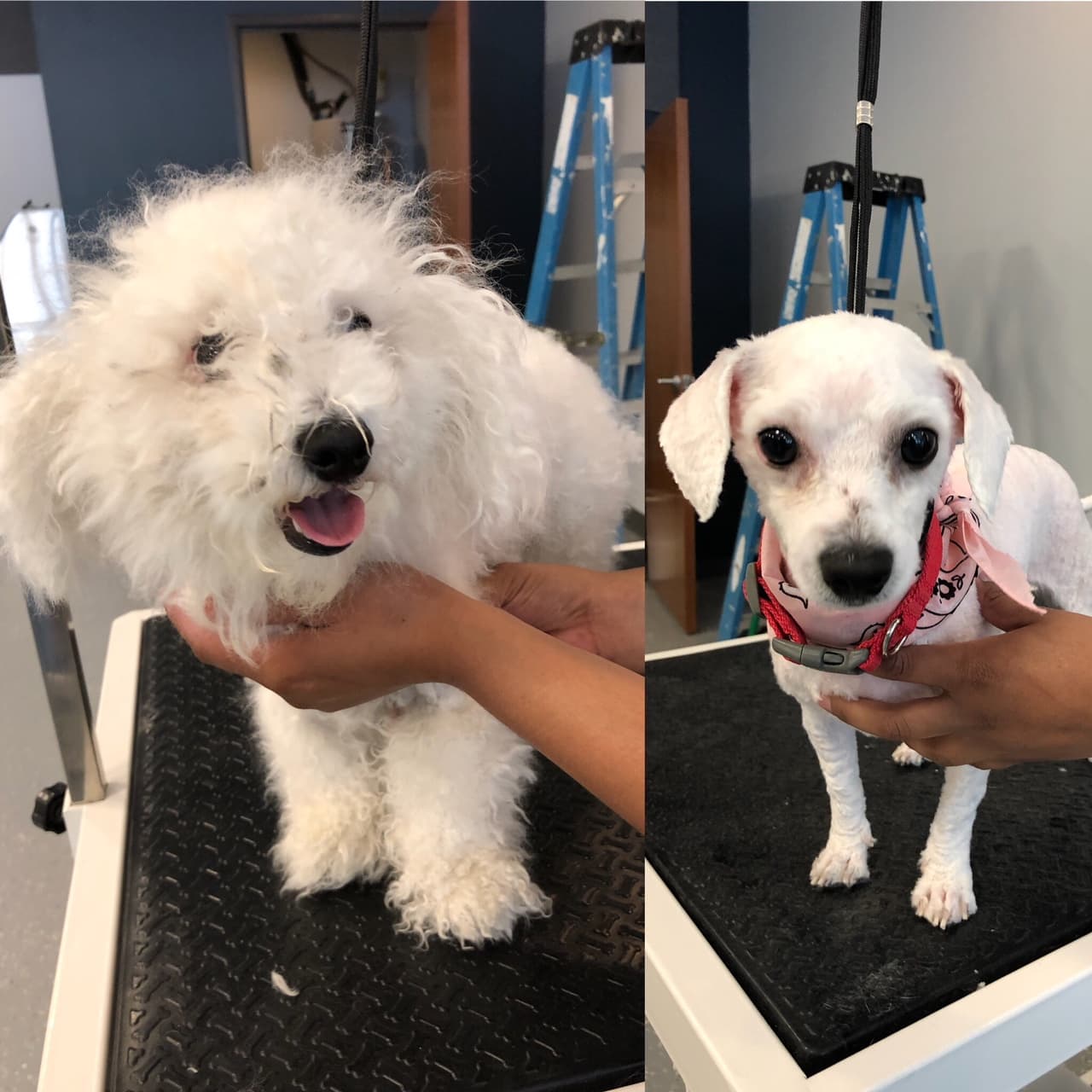 Poochies Austin Groomers and Pet Lounge - Pet groomer in Austin, TX