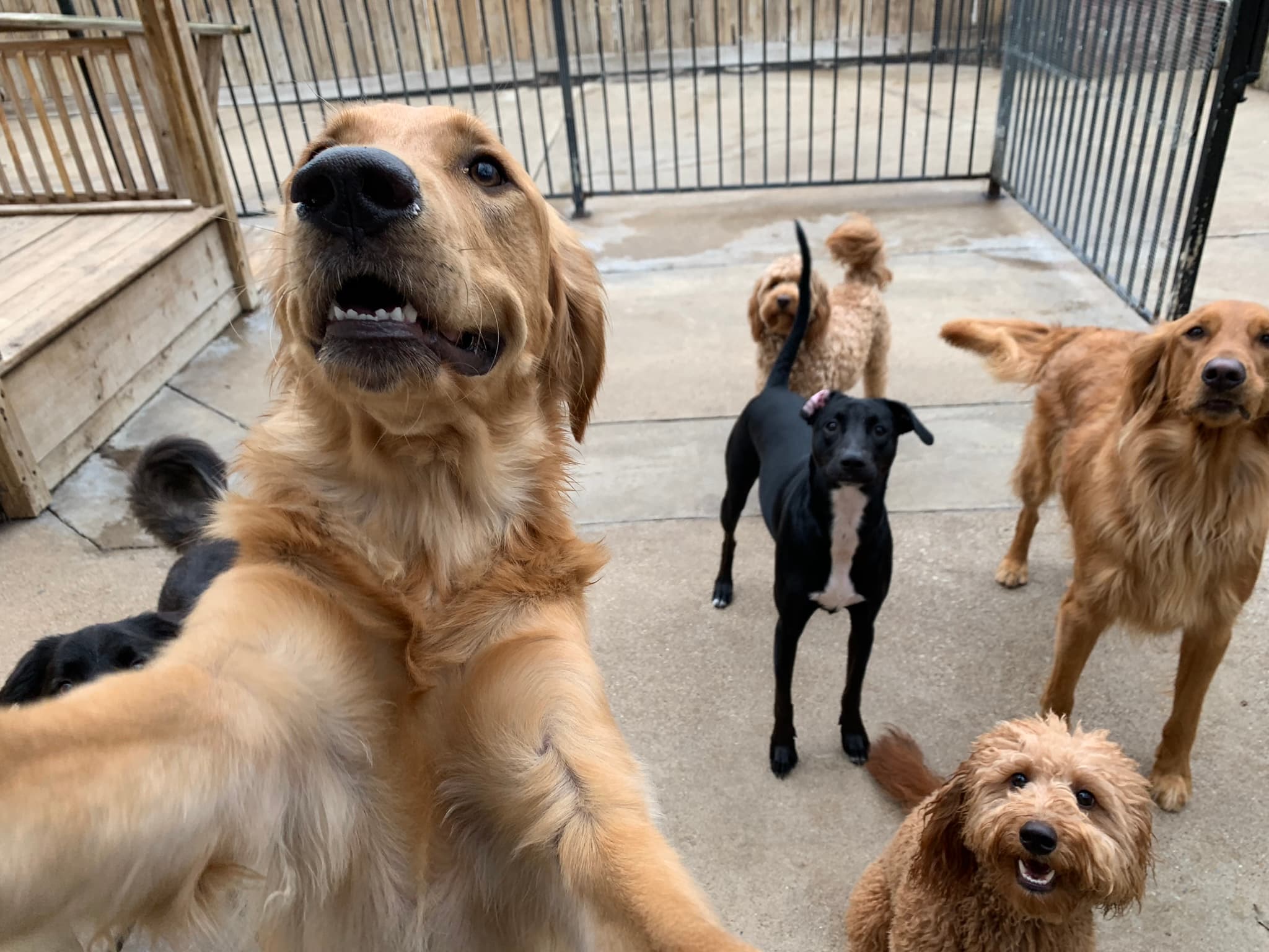 Dog House On The Trail - Pet groomer in Dallas, TX