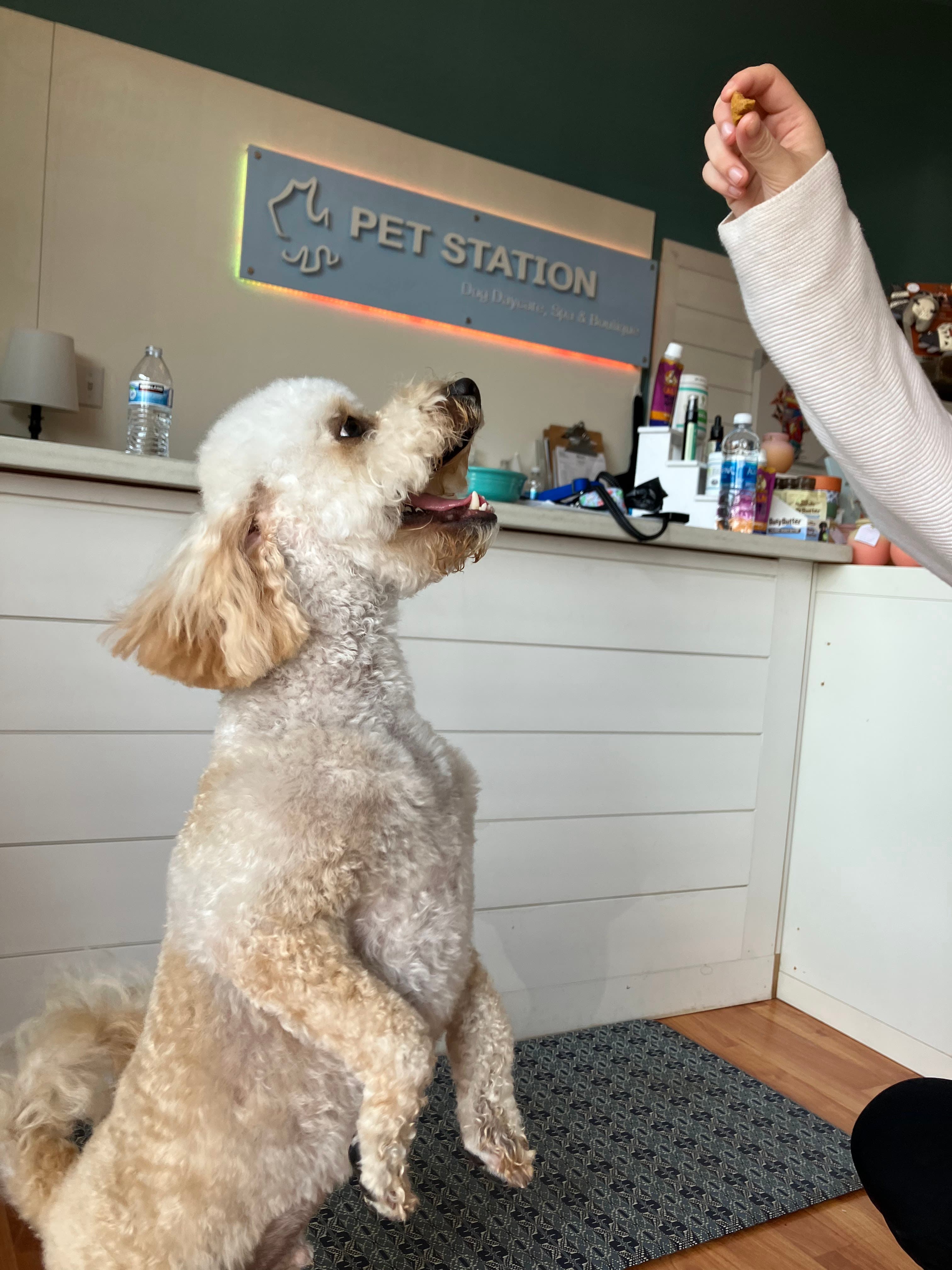Pet Station Newcastle - Pet groomer in Newcastle, WA