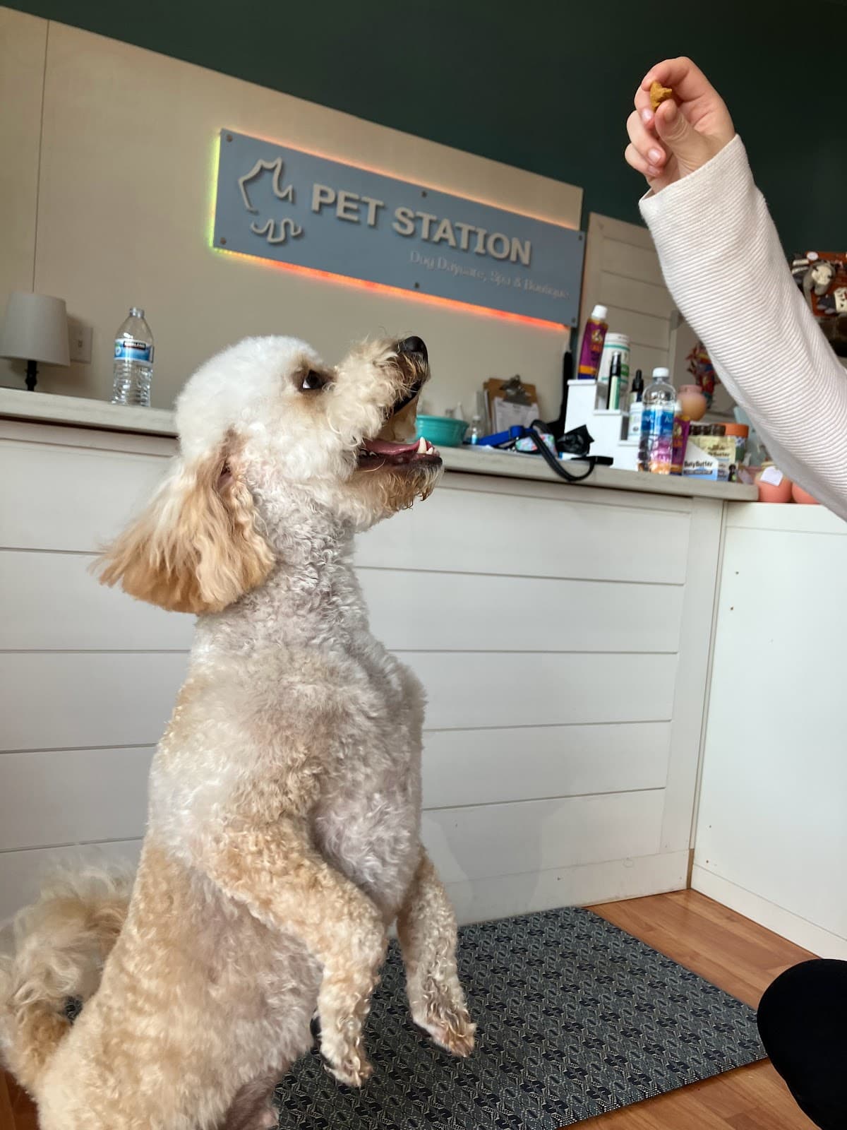 Pet Station Newcastle - Pet groomer in Newcastle, WA