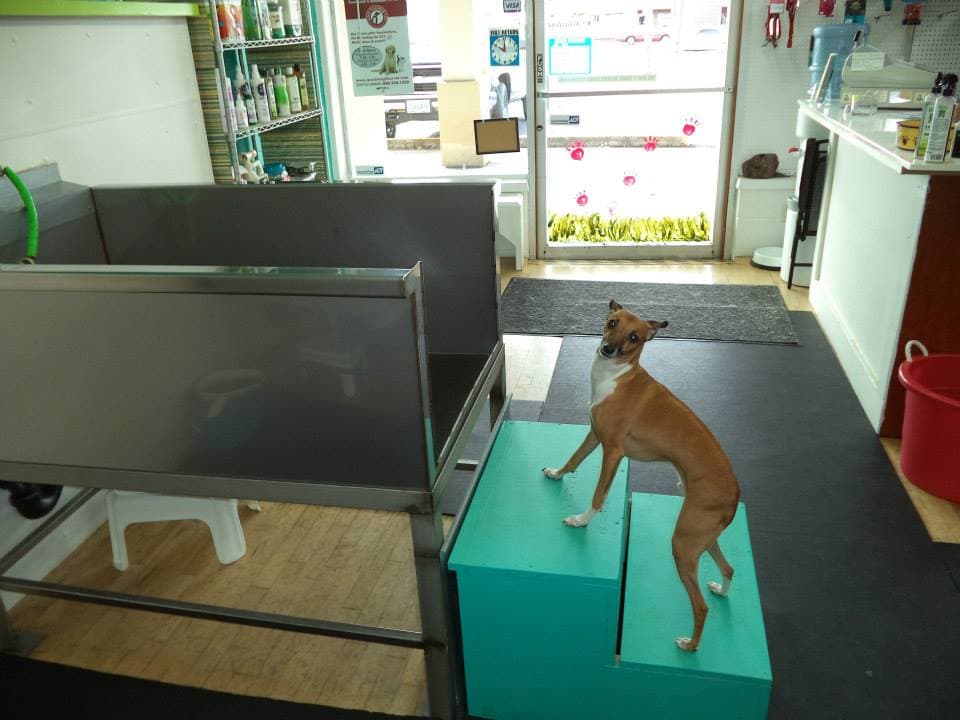 Dog Wash Grooming (You Can Do It) - Pet groomer in Portland, OR