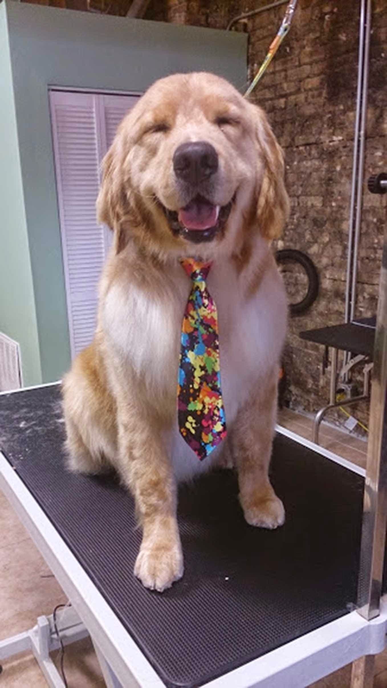 Kira Pet Cuts - Pet groomer in Chicago, IL
