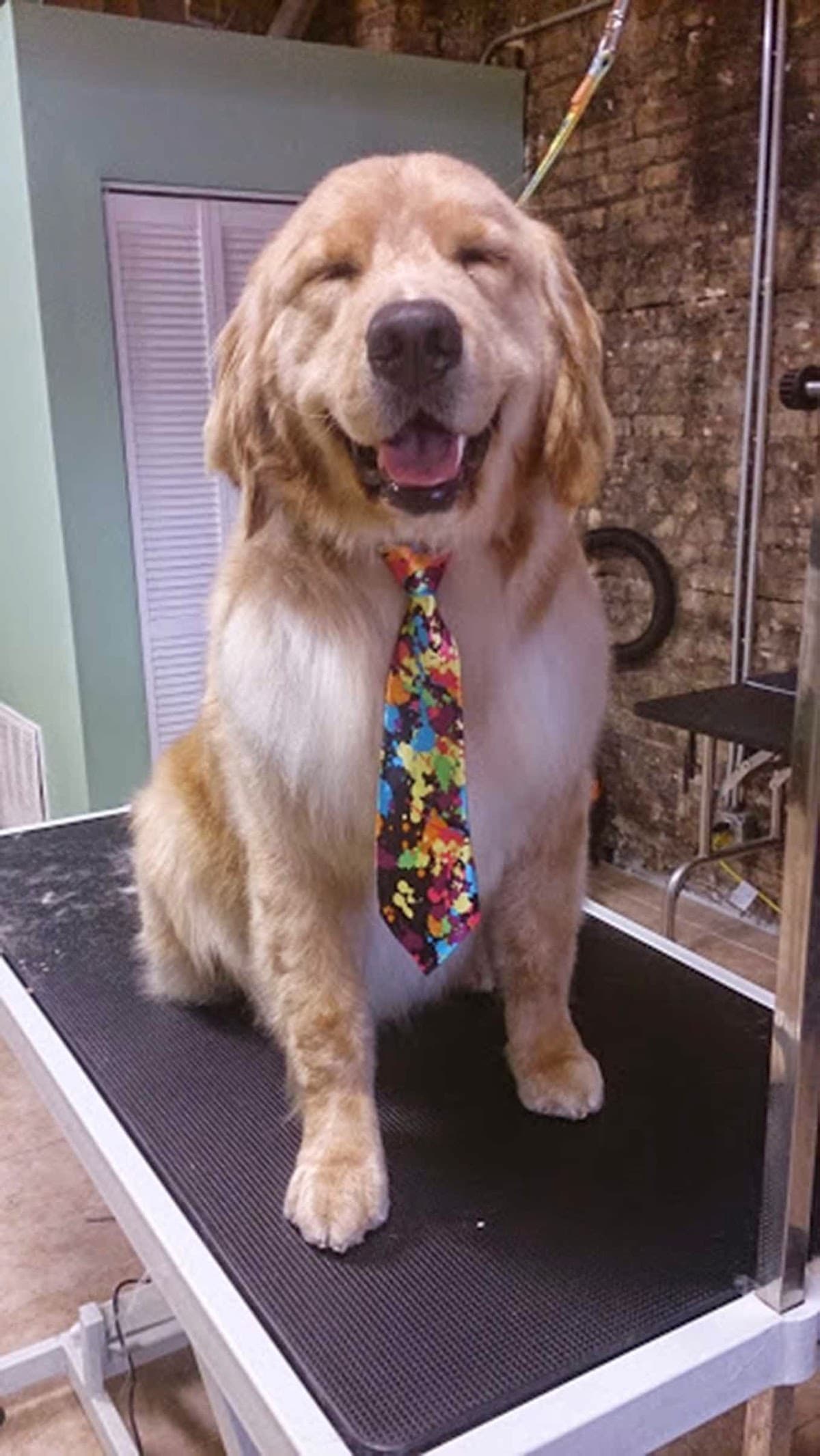 Kira Pet Cuts - Pet groomer in Chicago, IL