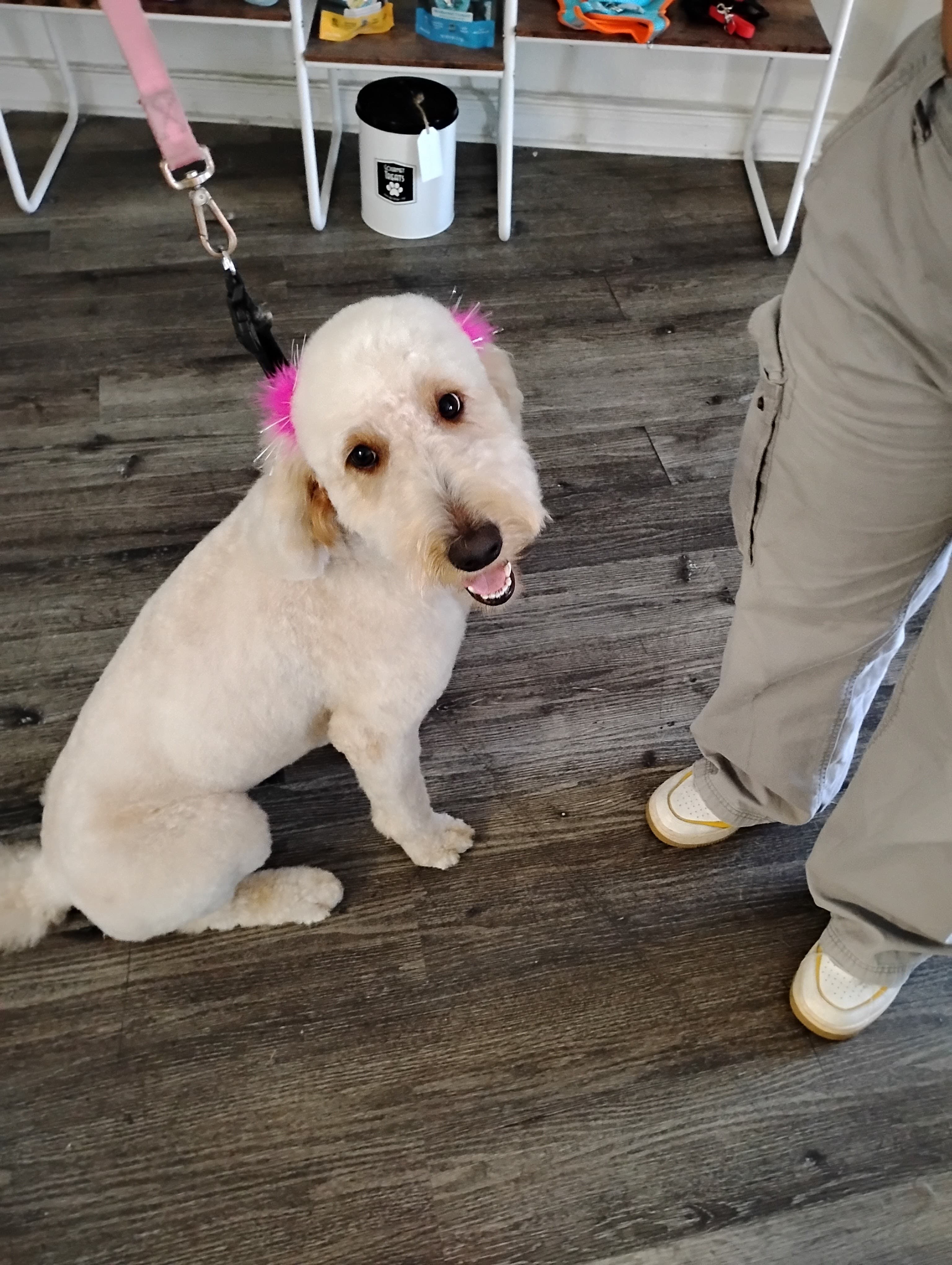 Doggy Fresh Grooming - Pet groomer in Los Angeles, CA