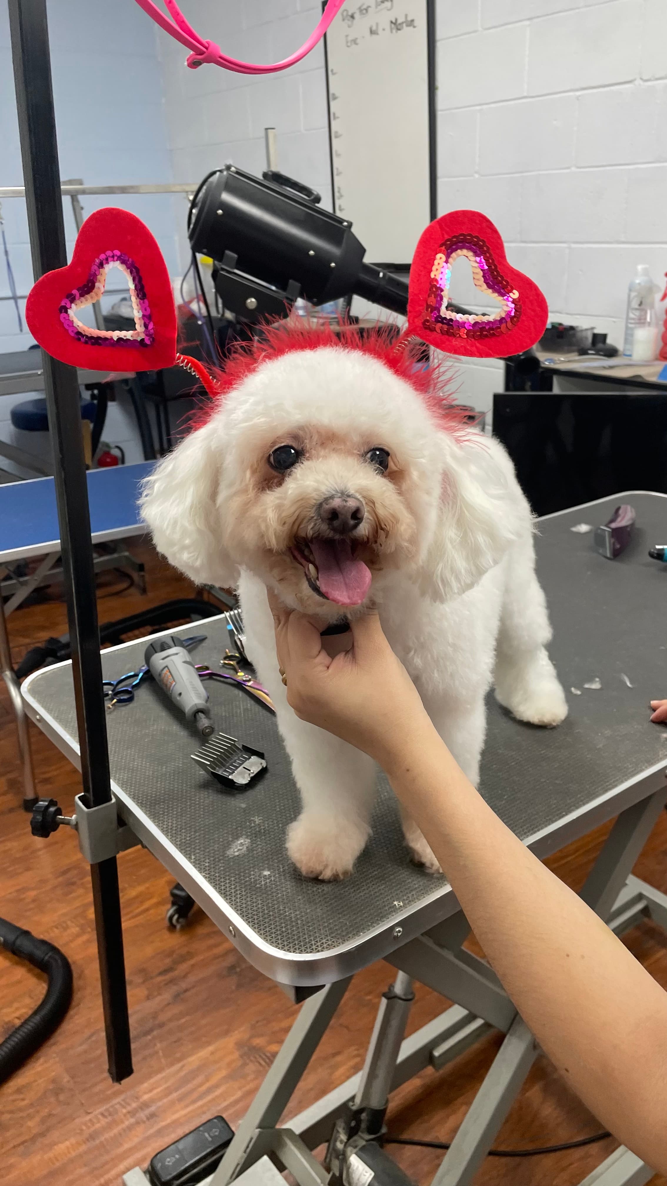 Valentine’s Dog Grooming - Pet groomer in Los Angeles, CA