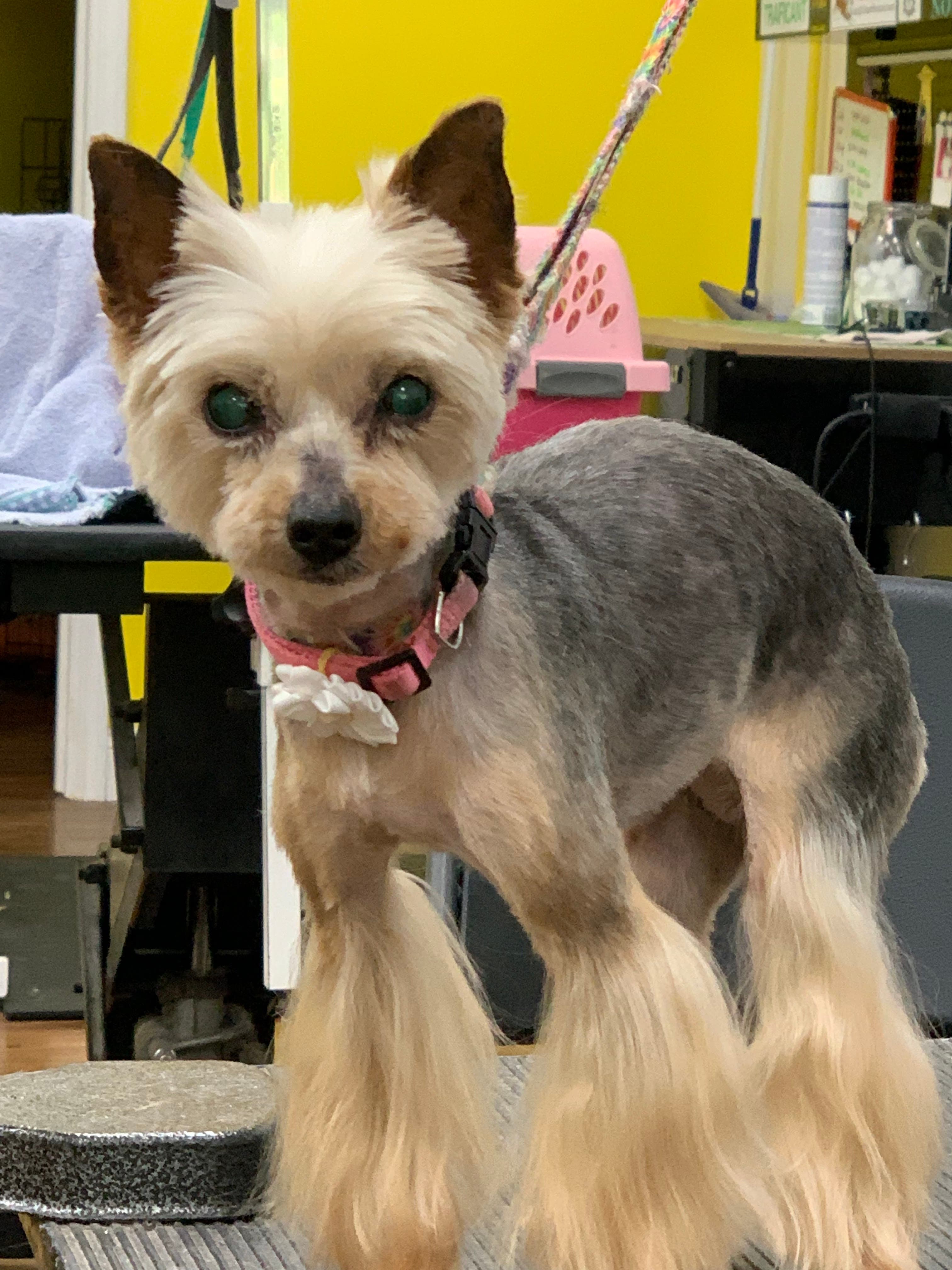 Mary's Dog House - Pet groomer in Pittsburgh, PA