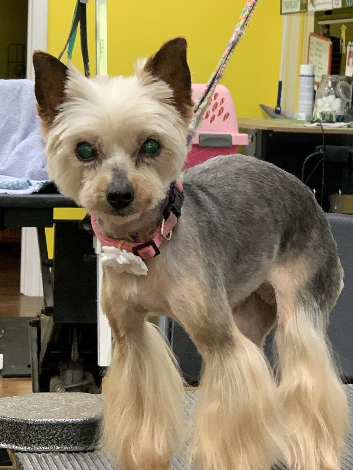 Mary's Dog House - Pet groomer in Pittsburgh, PA