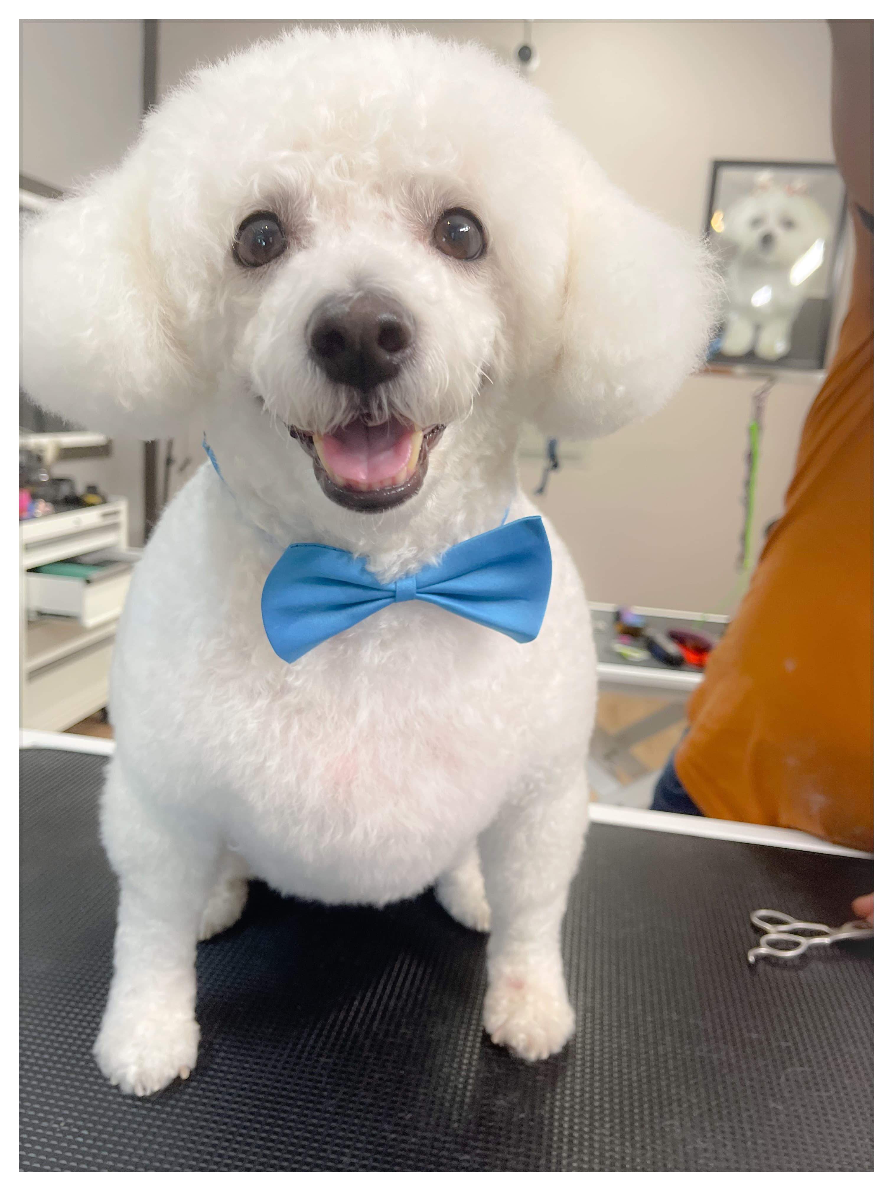 Happy Paws Salon Cats/Dogs Grooming w/Pick-up & Drop-off Services - Pet groomer in Renton, WA
