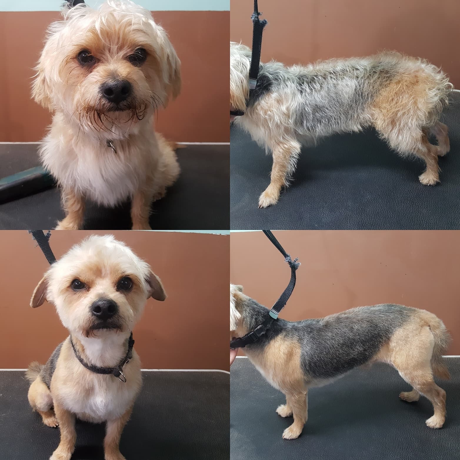 Fairy Dog Mother Pet Care - Pet groomer in College Park, GA