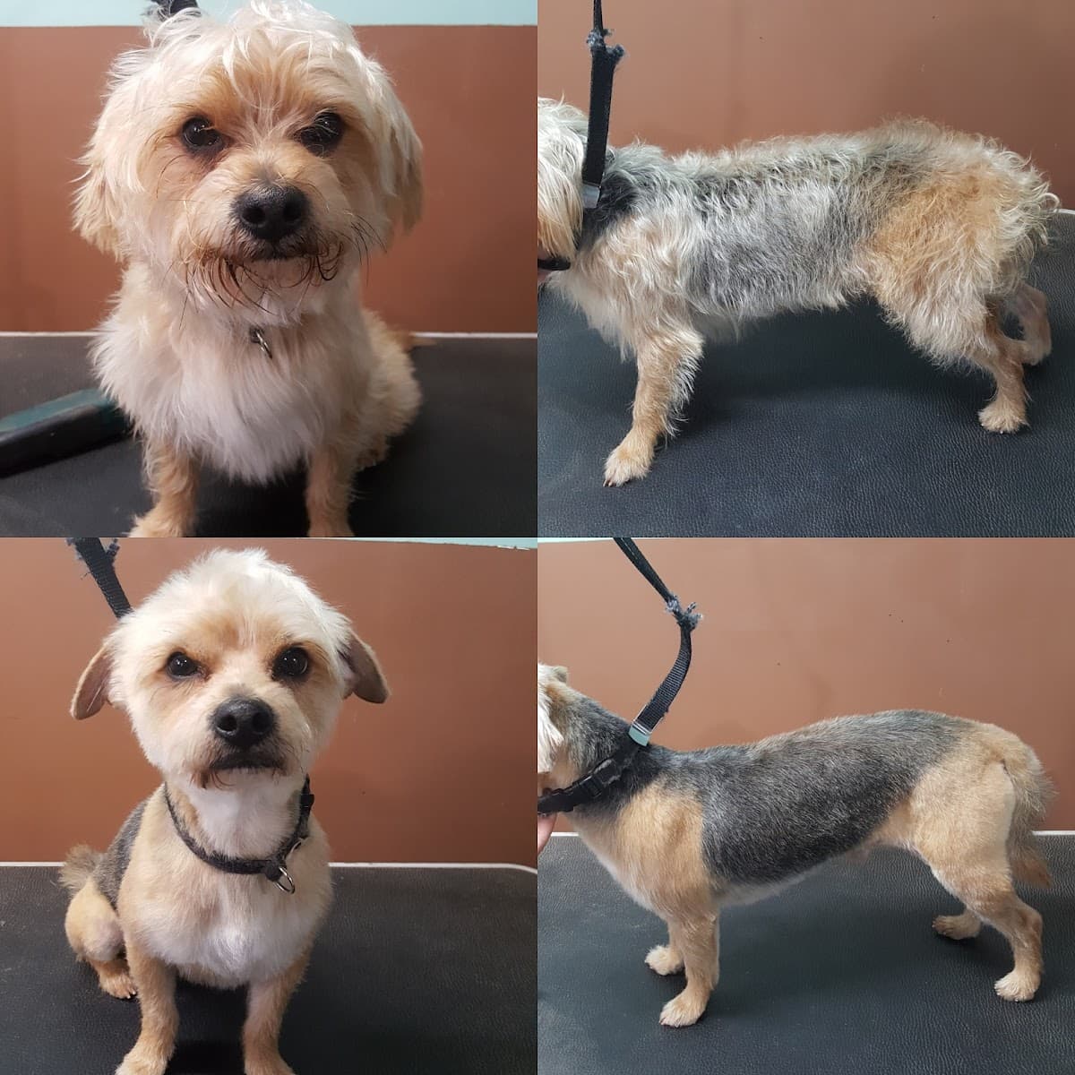 Fairy Dog Mother Pet Care - Pet groomer in College Park, GA