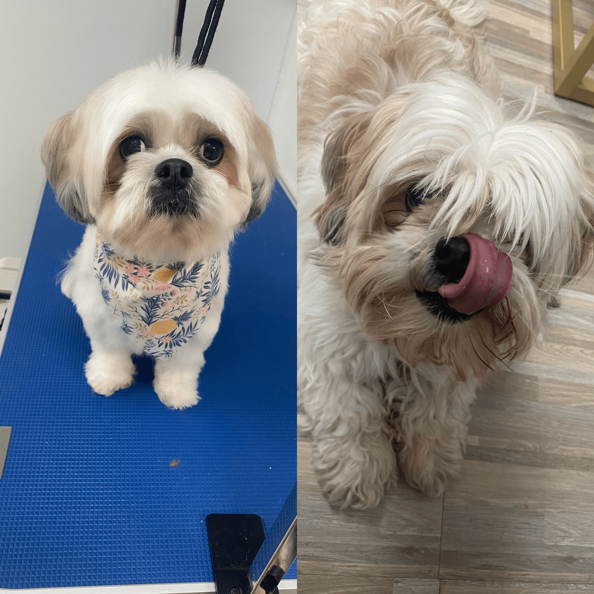 UP PUP - Pet groomer in New York, NY