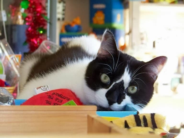 Fat Cat Flats - Pet groomer in Houston, TX