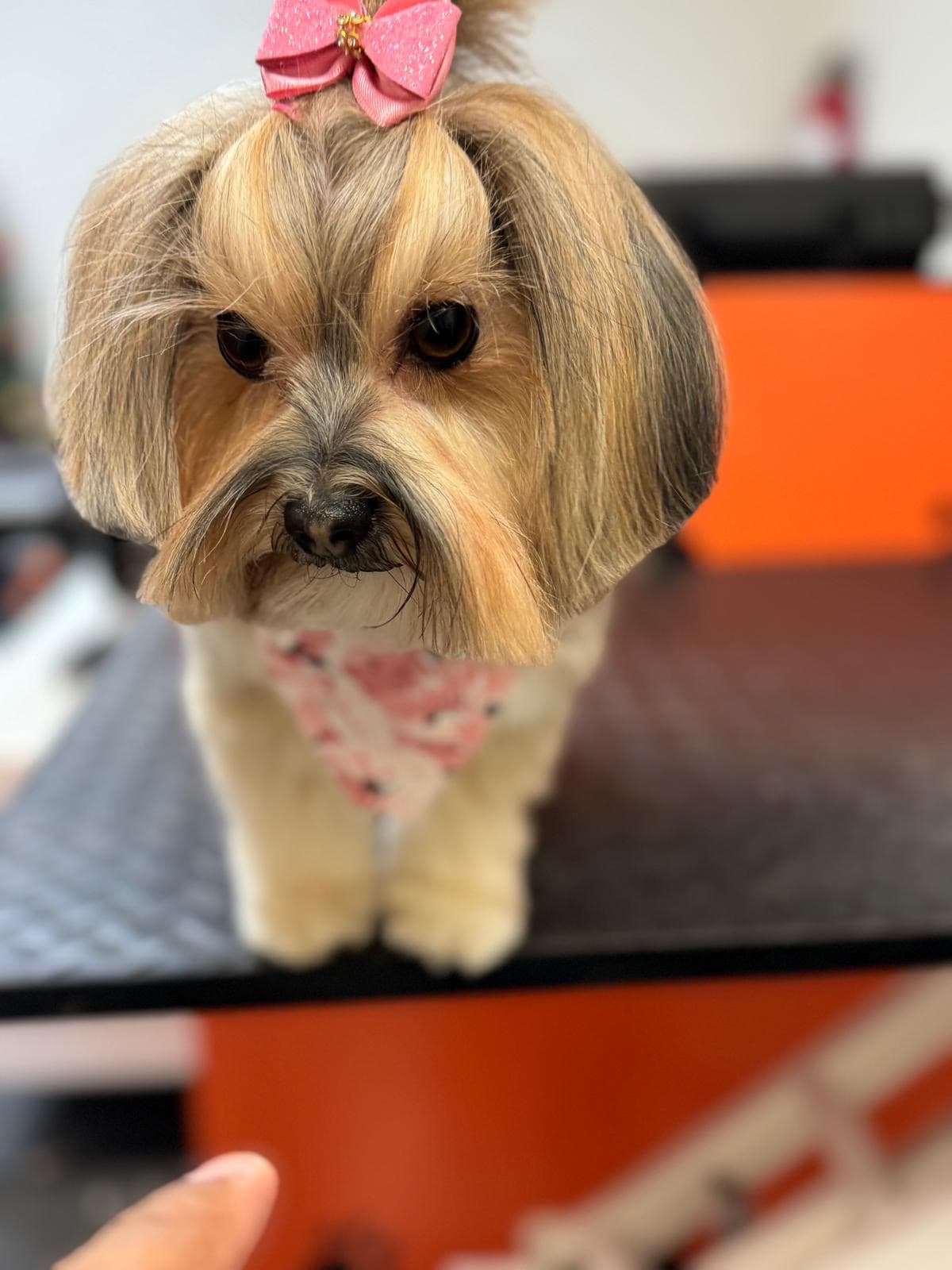 R&C Pet Grooming - Pet groomer in Belmont, MA