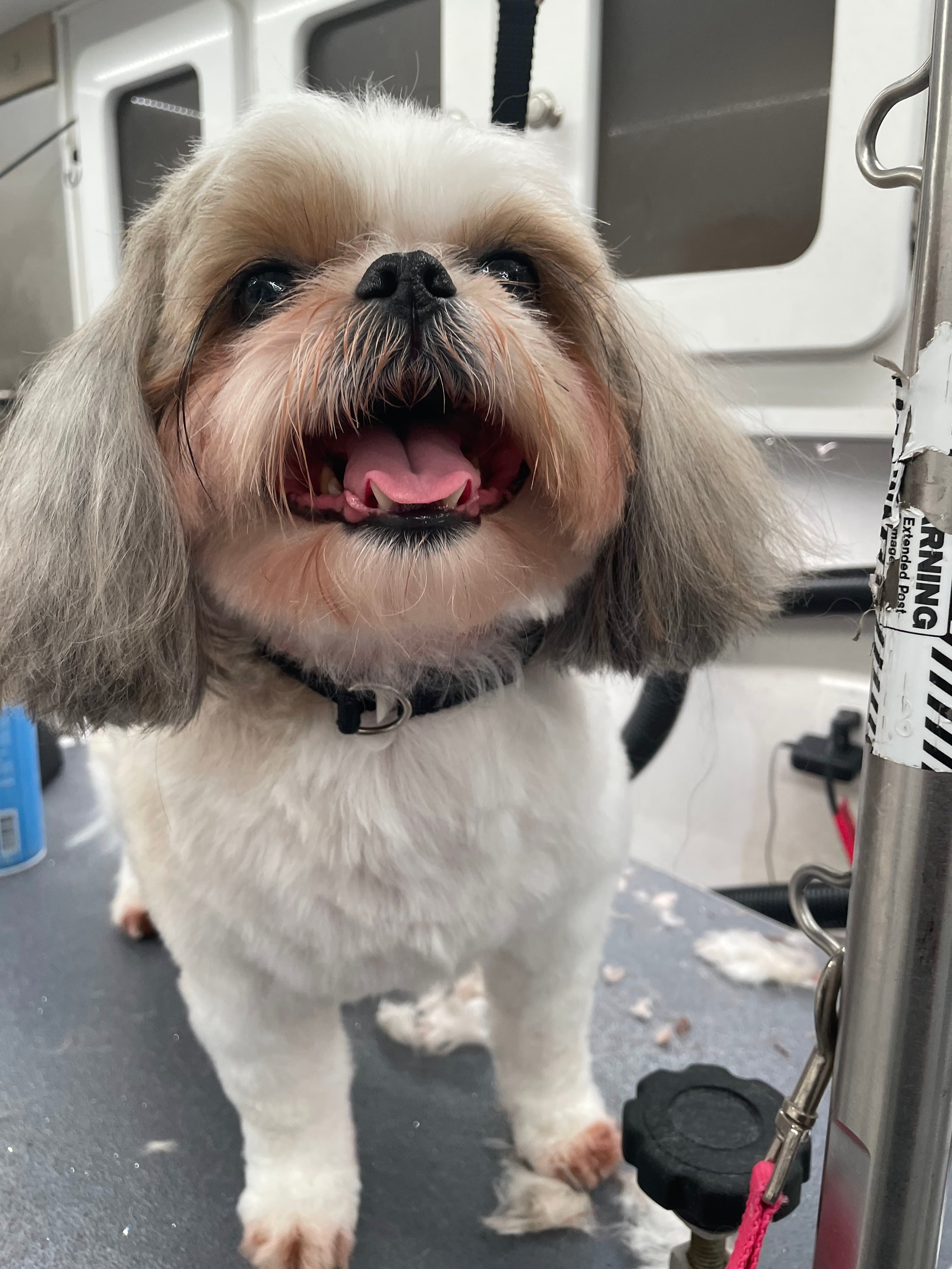 House and Hound, Inc. - Pet groomer in Seattle, WA