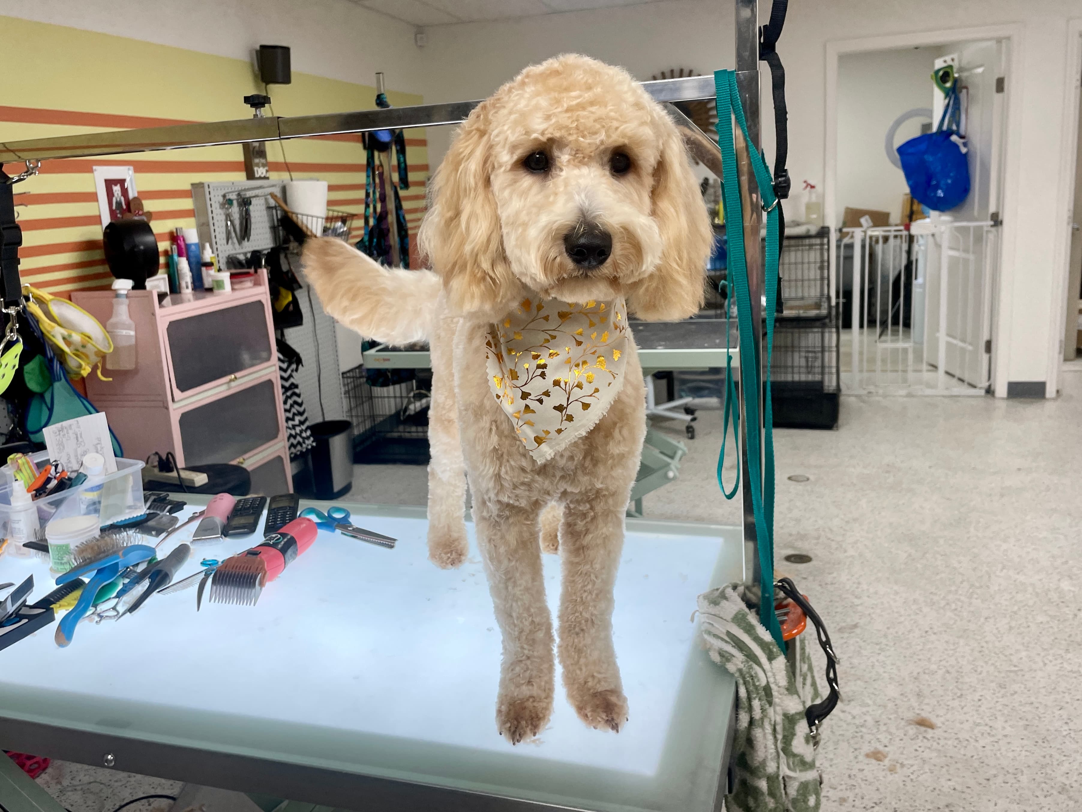 Sunrise Pet Parlor - Pet groomer in Tampa, FL