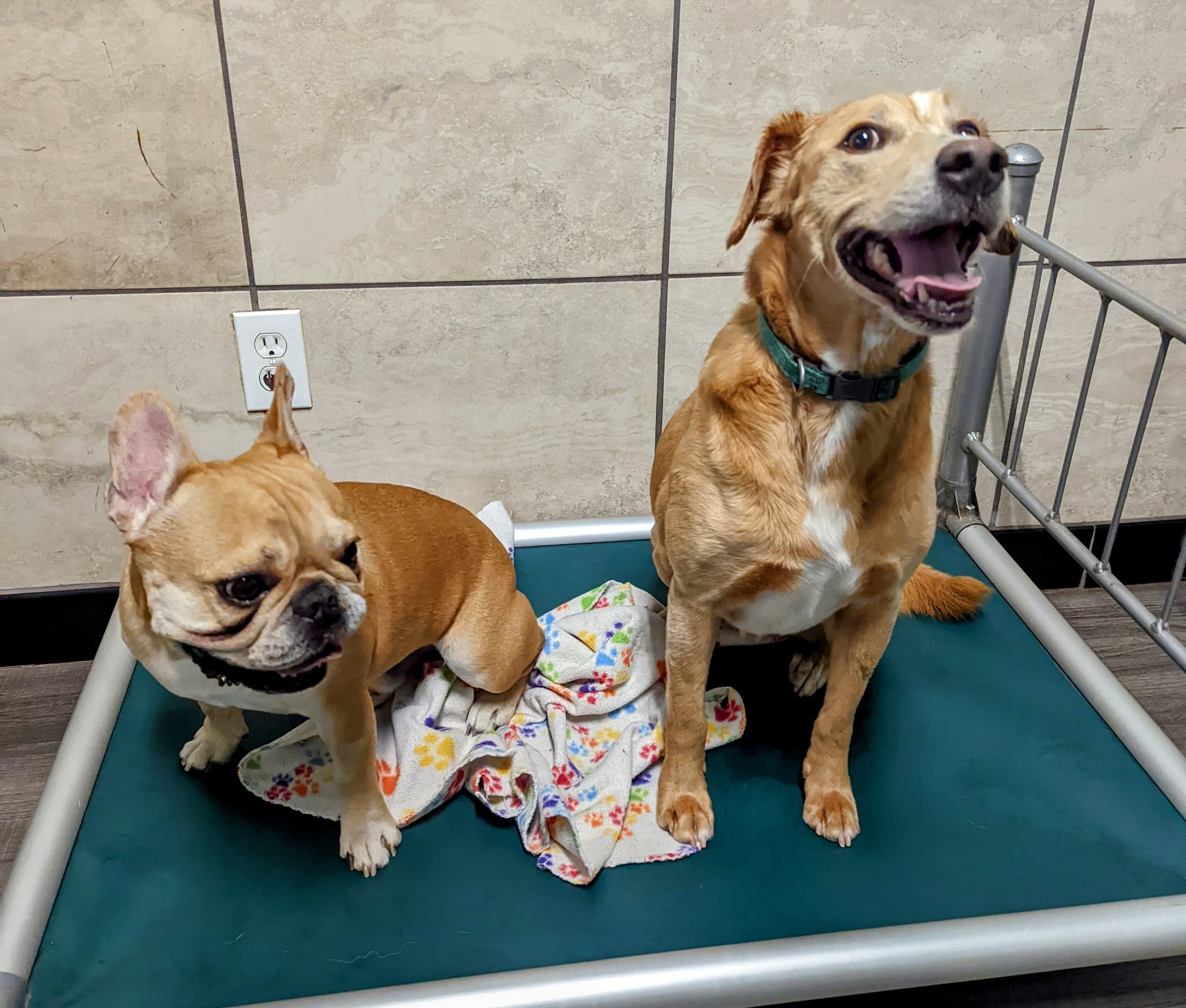 That's So Fetch! - Pet groomer in Atlanta, GA