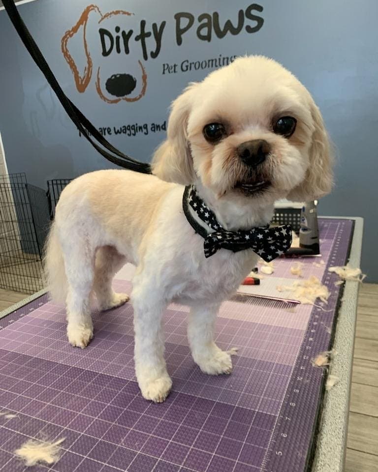 A Dog Refined - Cactus Park - Pet groomer in Phoenix, AZ
