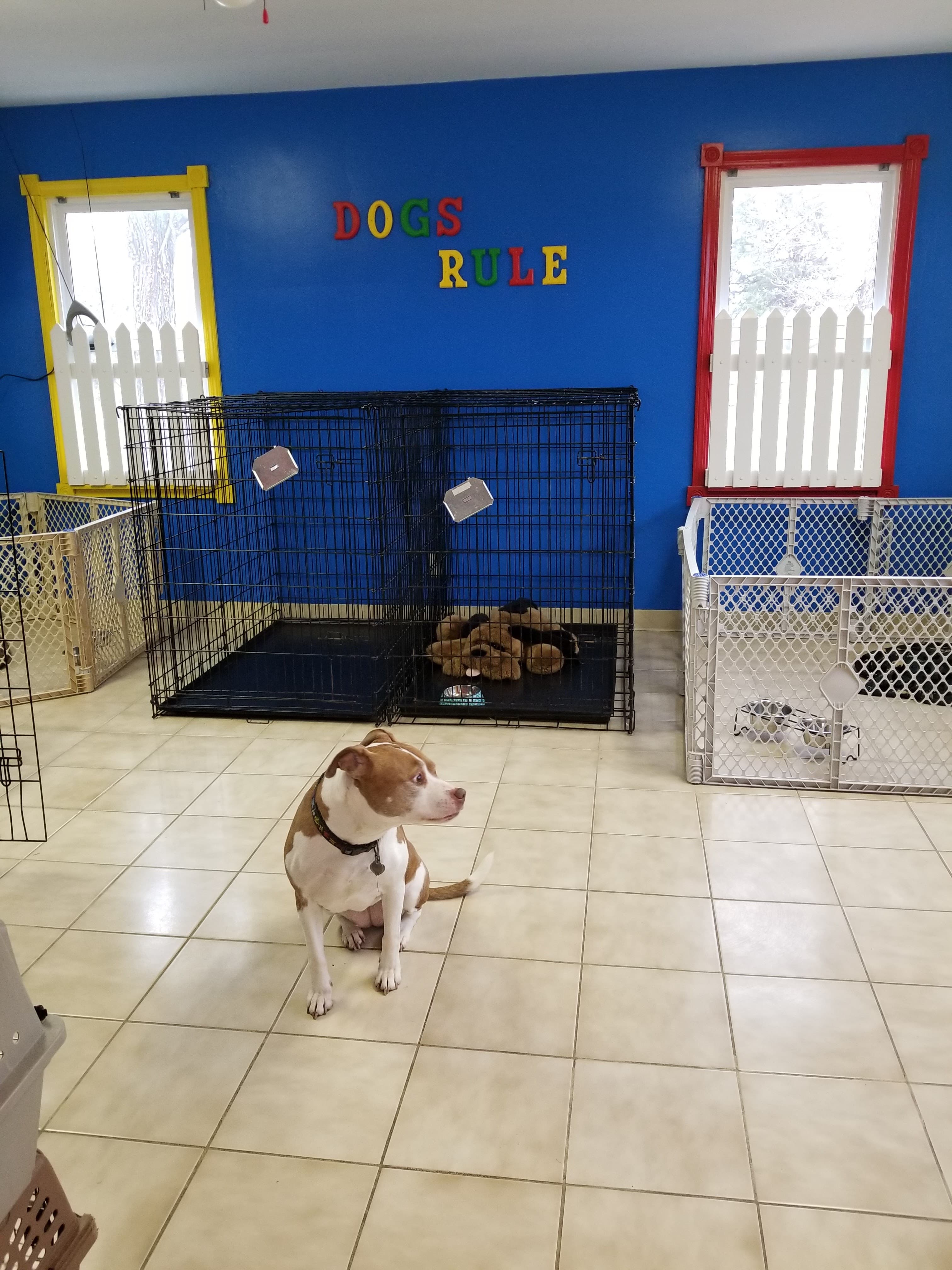 Mr Scott's Dog Resort - Pet groomer in North Aurora, IL